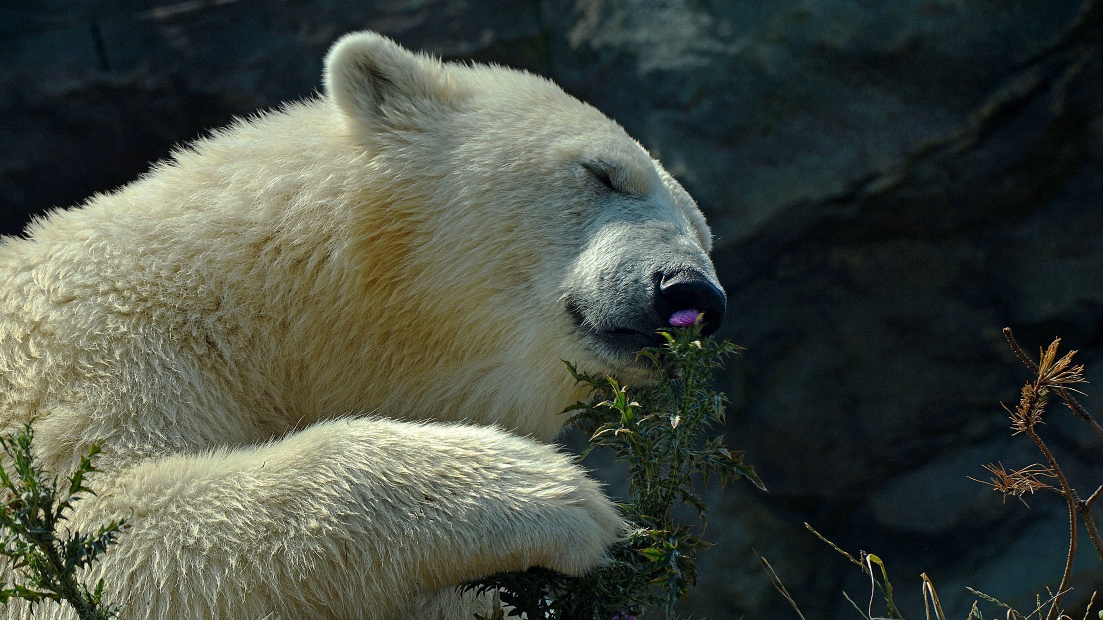 Дикая природа белого медведя. Белый медведь. Красивый медведь. Обои на рабочий стол медведь. Полярный медведь.