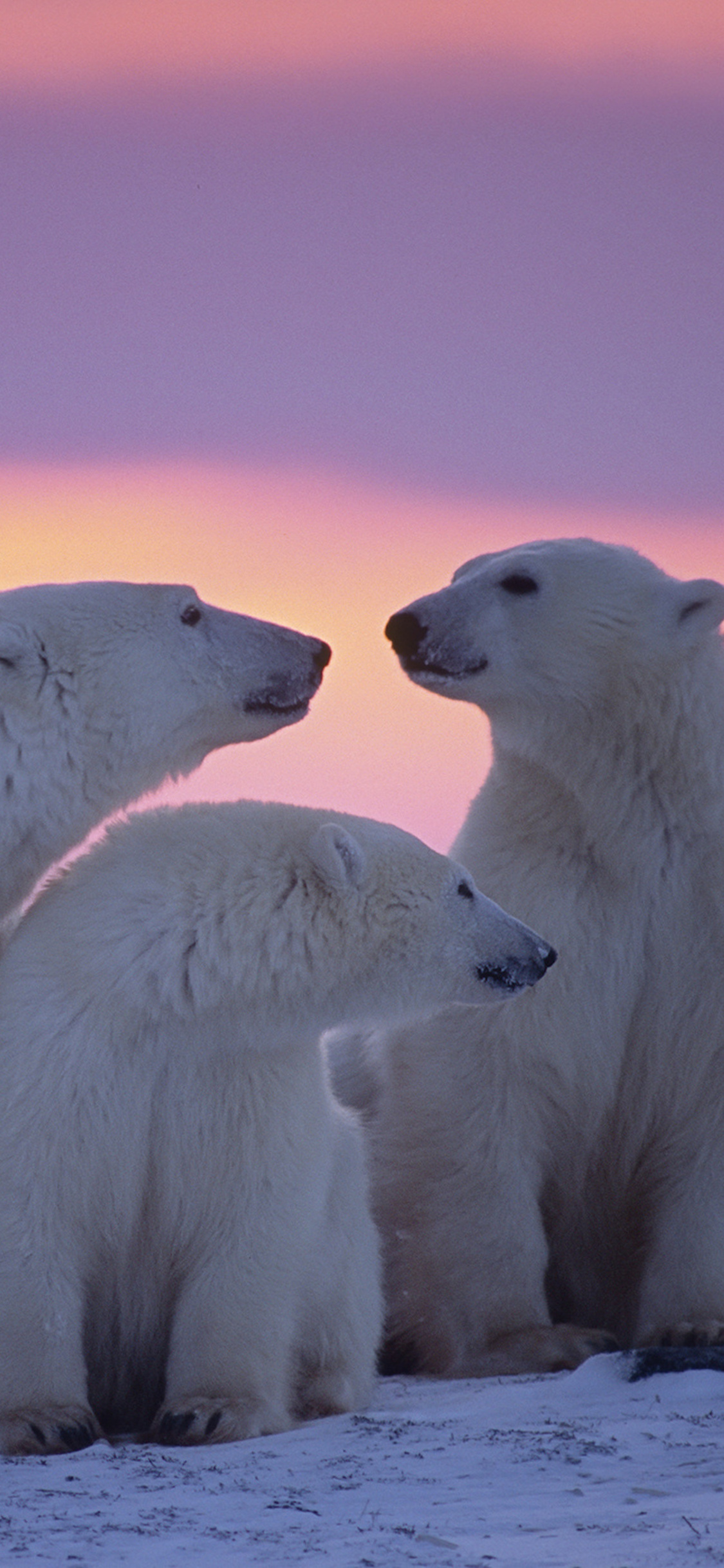 1125x2436 Polar Bear Family Iphone XS,Iphone 10,Iphone X HD 4k Wallpapers,  Images, Backgrounds, Photos and Pictures