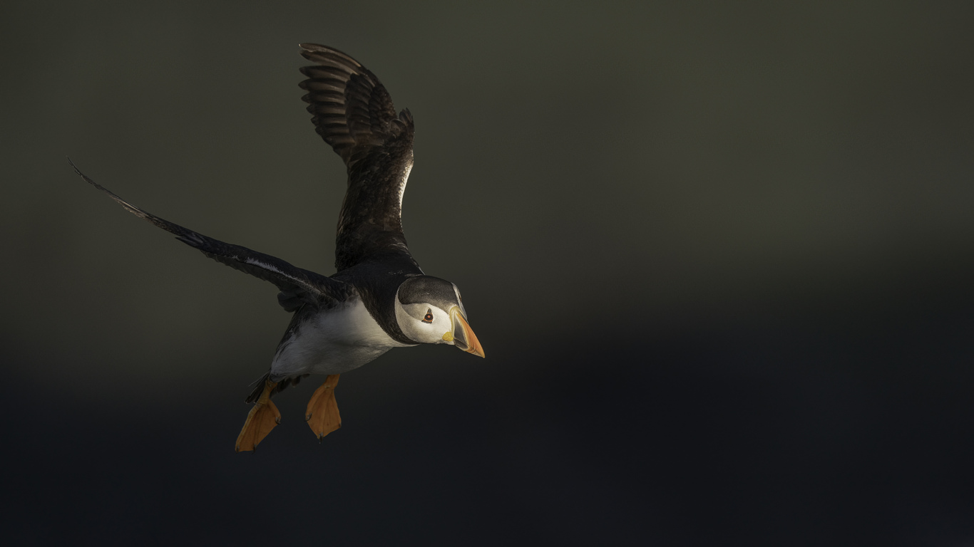 puffin-flying-5k-rb.jpg