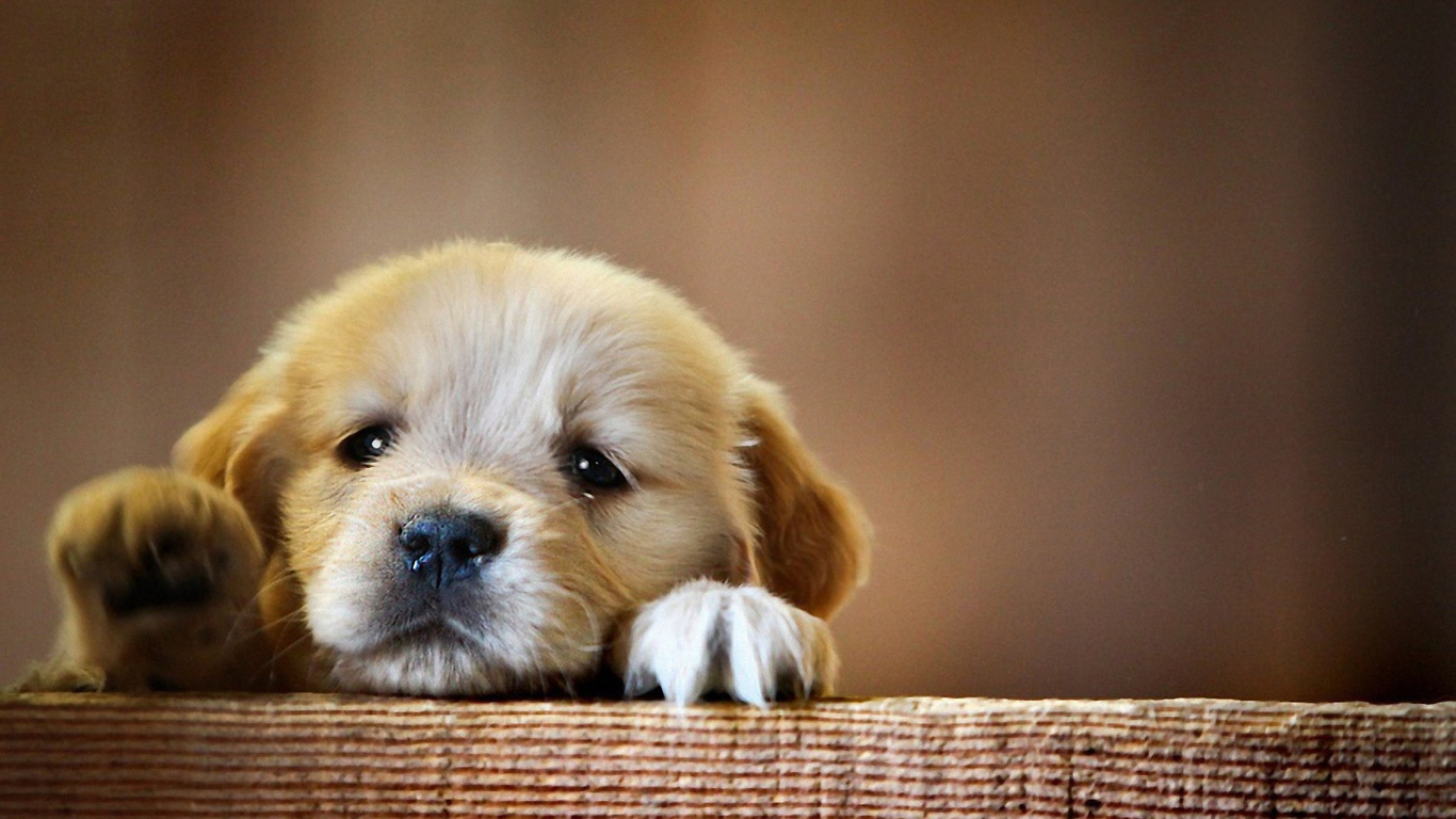 1366x768 Puppy Snout Dog 1366x768 Resolution HD 4k Wallpapers ...