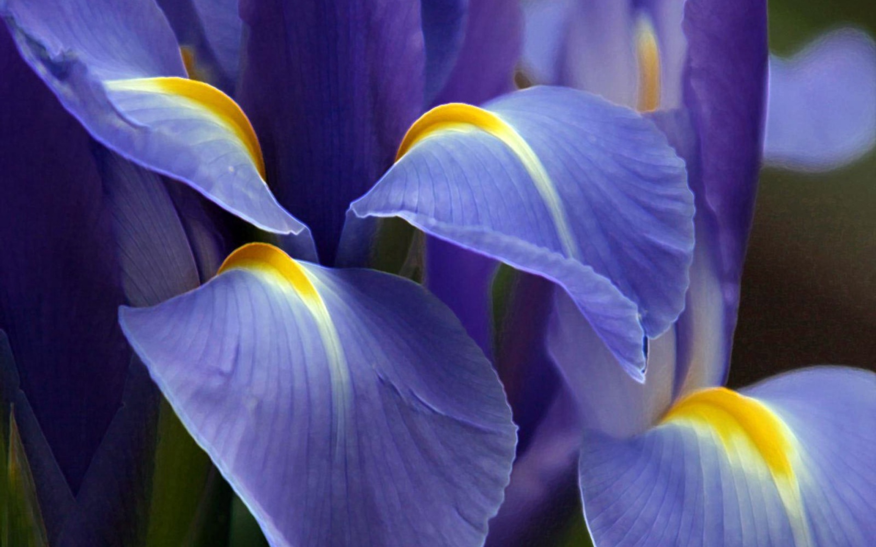 Привлекательный цветок. Ирис Аполло. Ирис Касатик. Ирис фиолетовый с желтой серединкой. Ирис гибридный синий фиолетовый желтый.