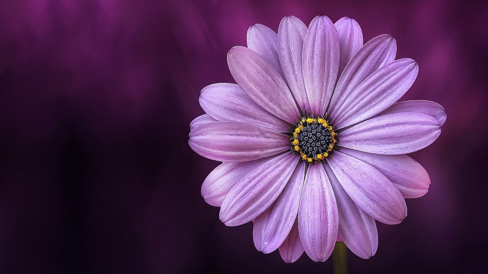 960x540 Purple Daisy Flower 960x540 Resolution HD 4k Wallpapers, Images ...