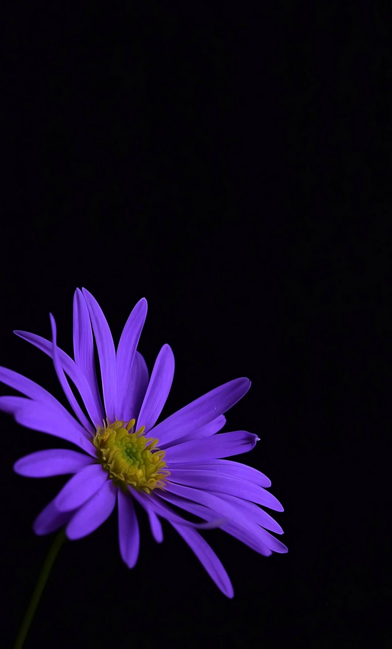 purple flowers with green leaves iPhone Wallpapers Free Download