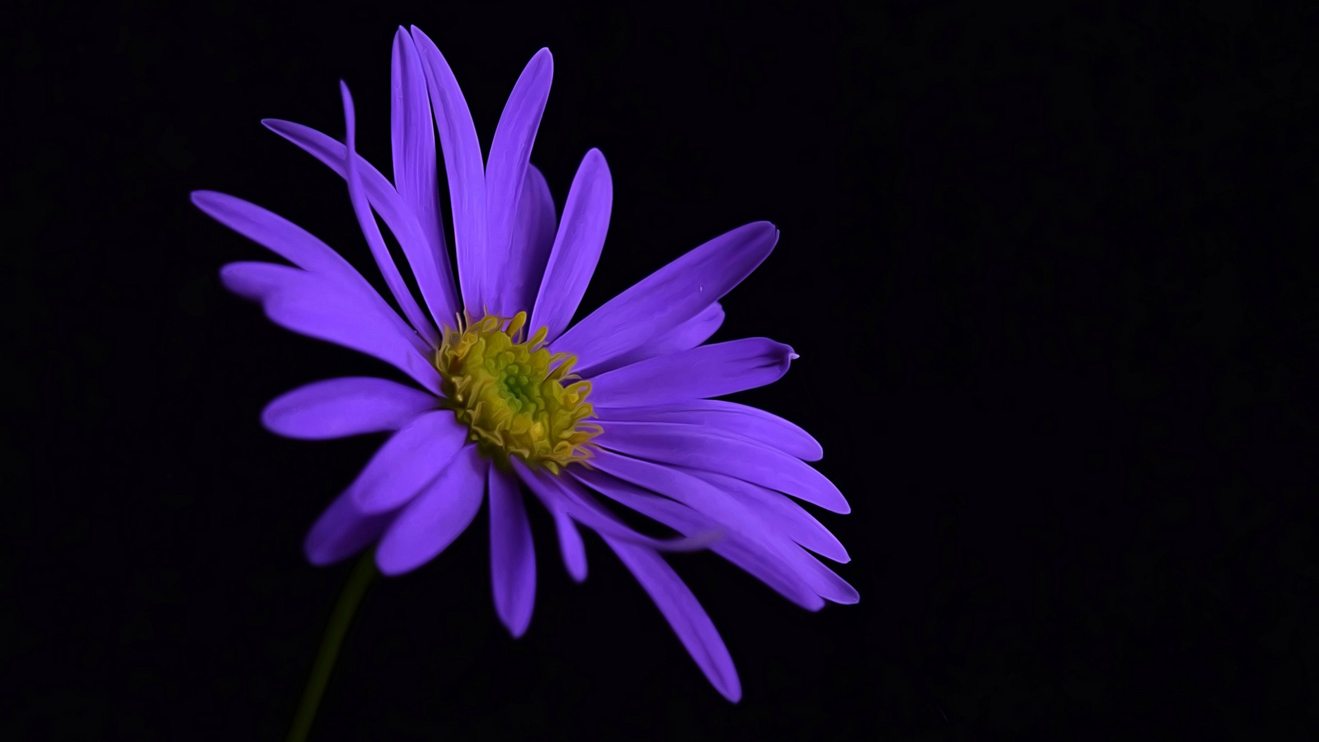 1920x1080 Purple Flower Blossom Laptop Full HD 1080P HD 4k ...