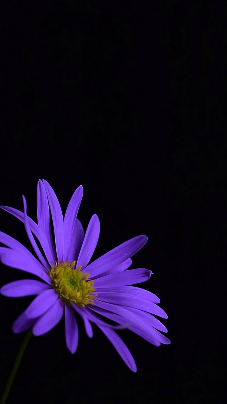 purple flower iphone wallpaper