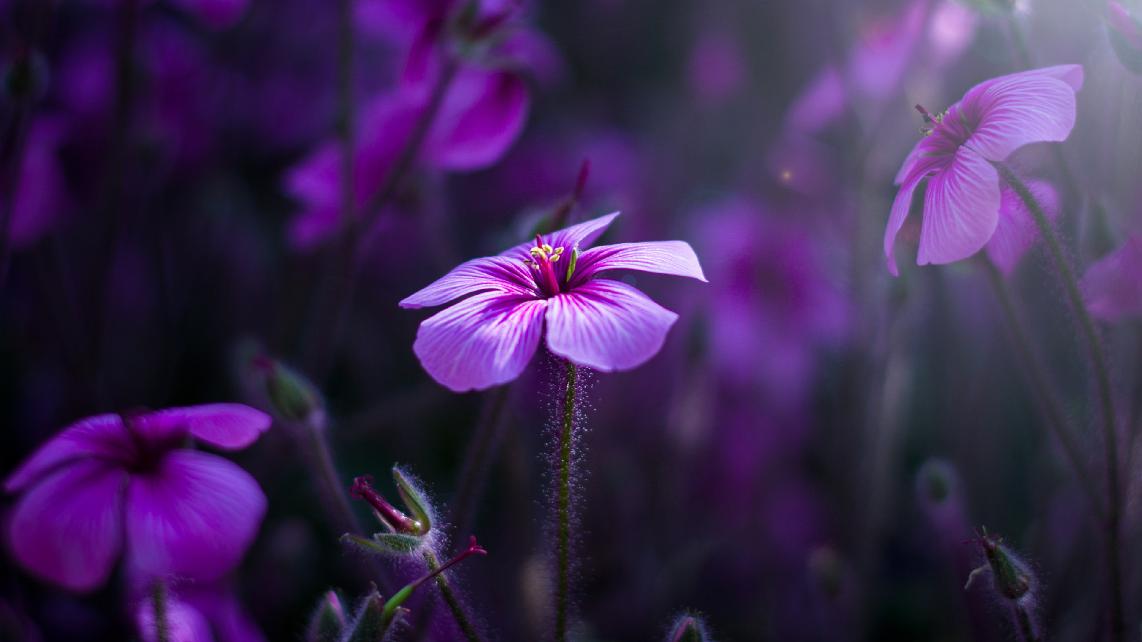 3840x2160 Purple Flowers 4k HD 4k Wallpapers, Images, Backgrounds
