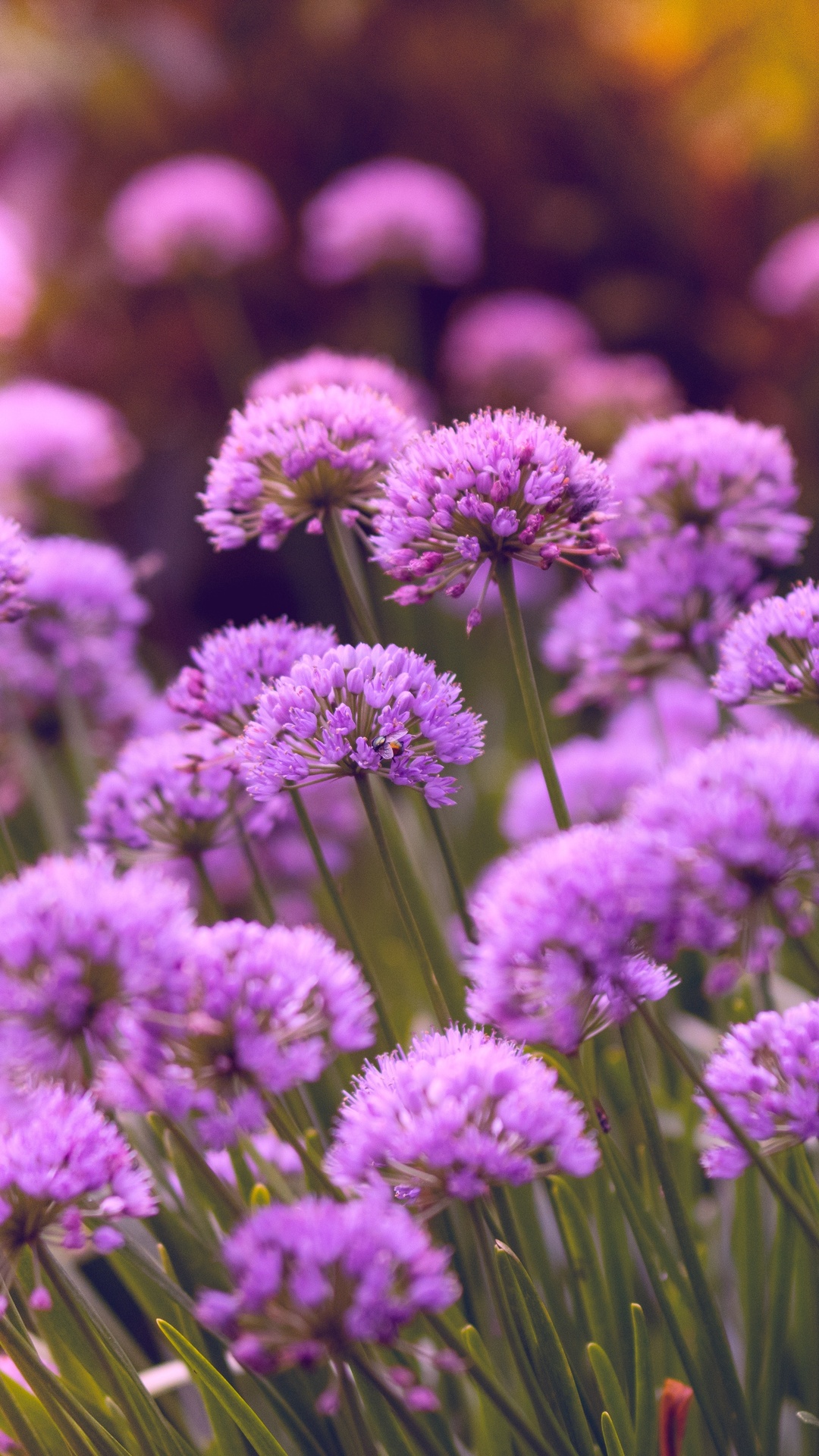 Light purple flowers everywhere 640x960 iPhone 44S wallpaper background  picture image