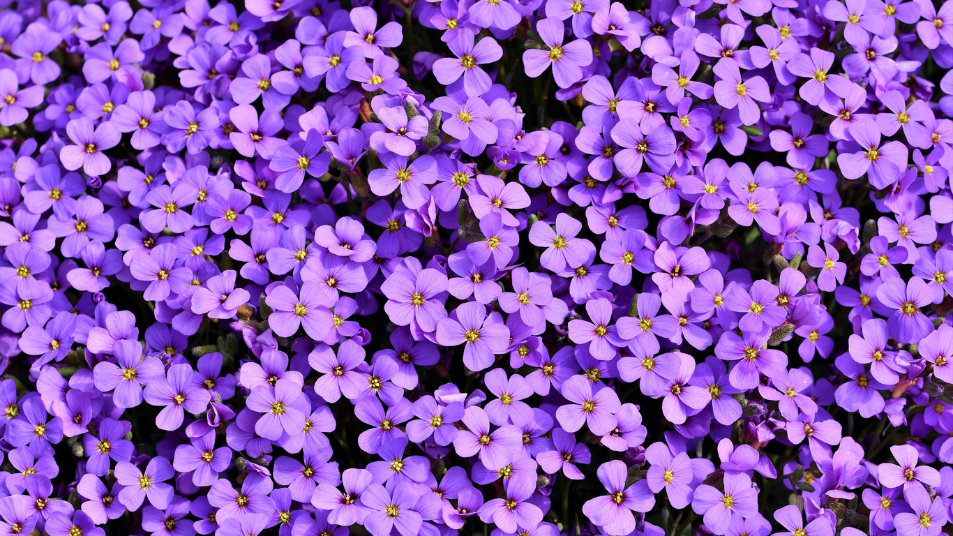 1366x768 Purple Flowers Background 5k Laptop HD ,HD 4k Wallpapers