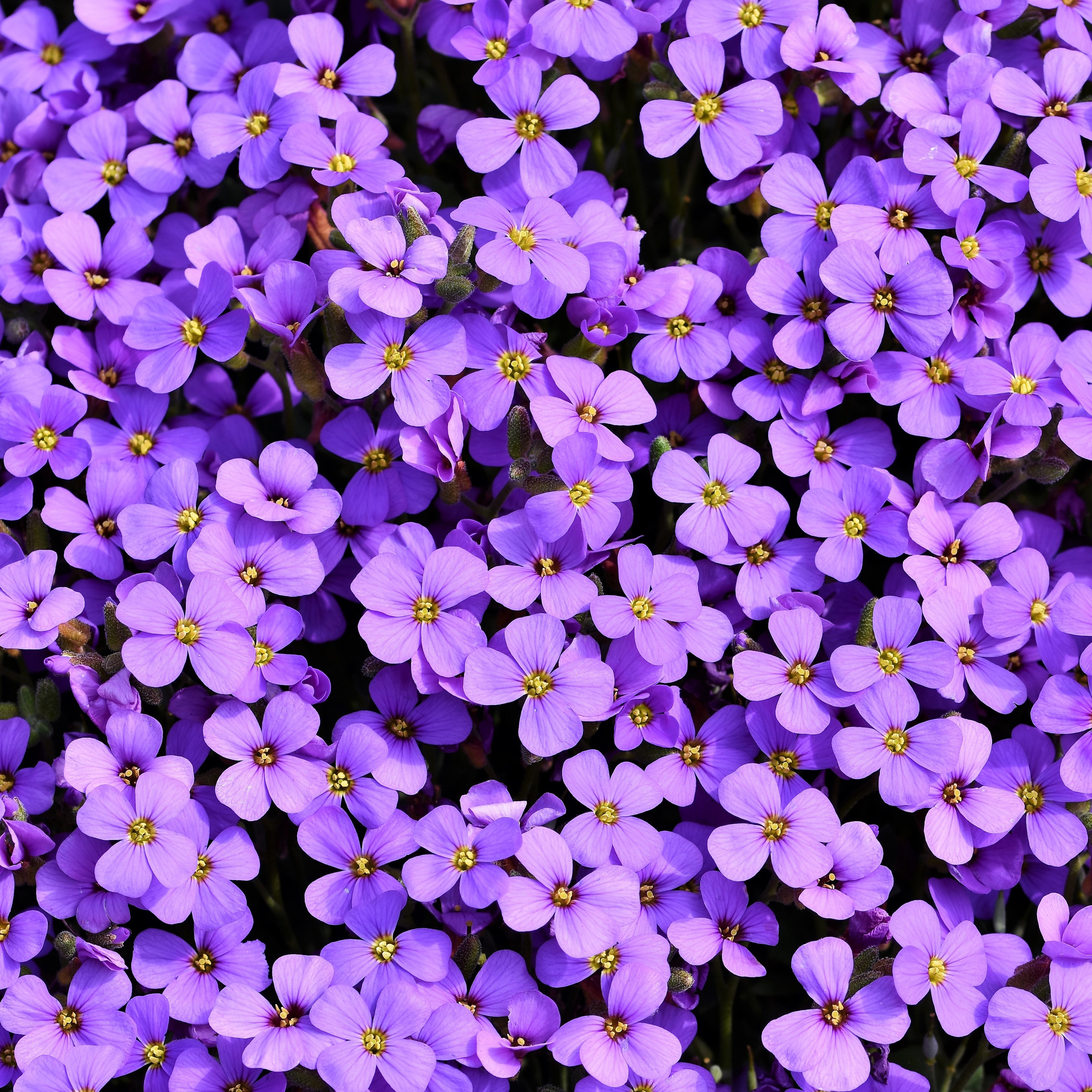 2932x2932 Purple Flowers Background 5k Ipad Pro Retina Display HD 4k  Wallpapers, Images, Backgrounds, Photos and Pictures