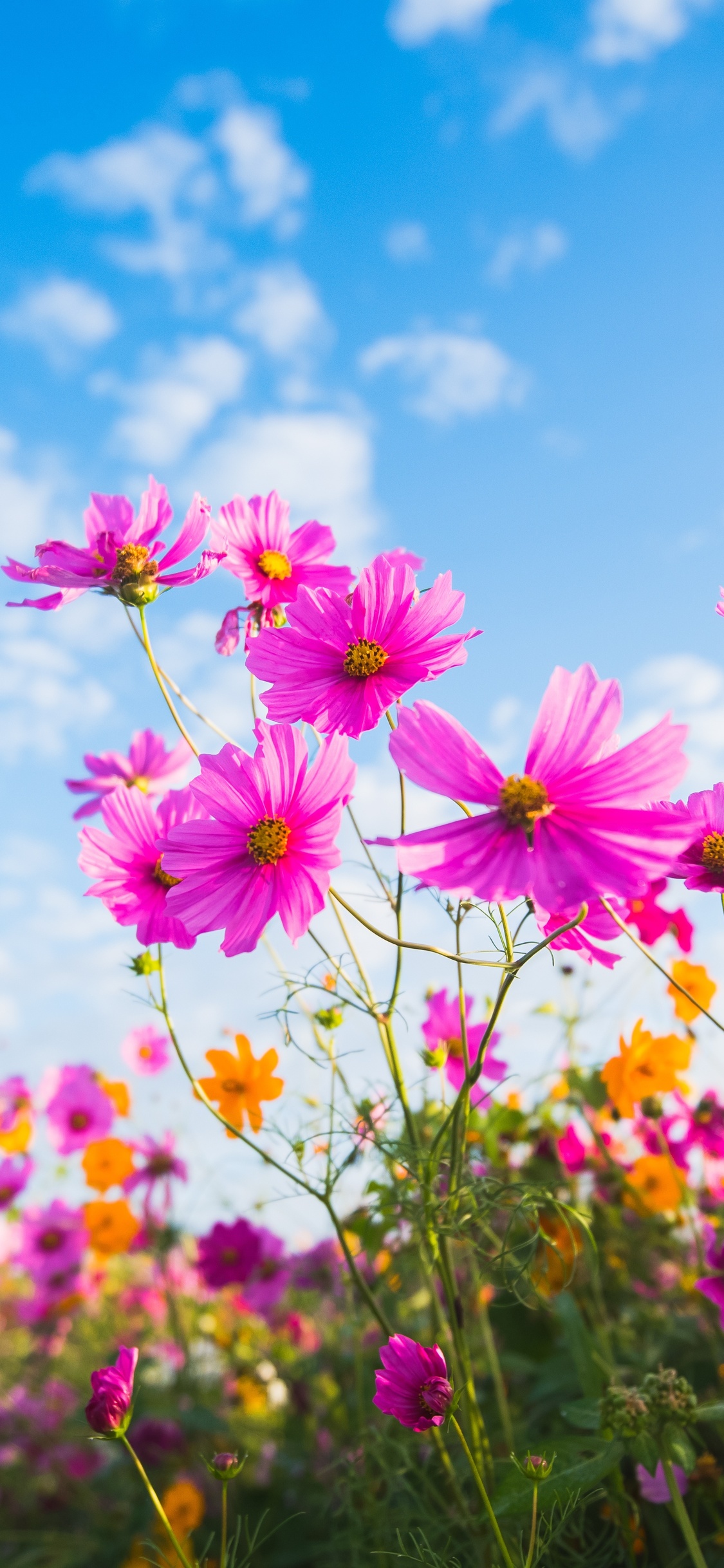 Spring Sunshine Purple Flower Wallpaper Background Wallpaper Image For Free  Download  Pngtree