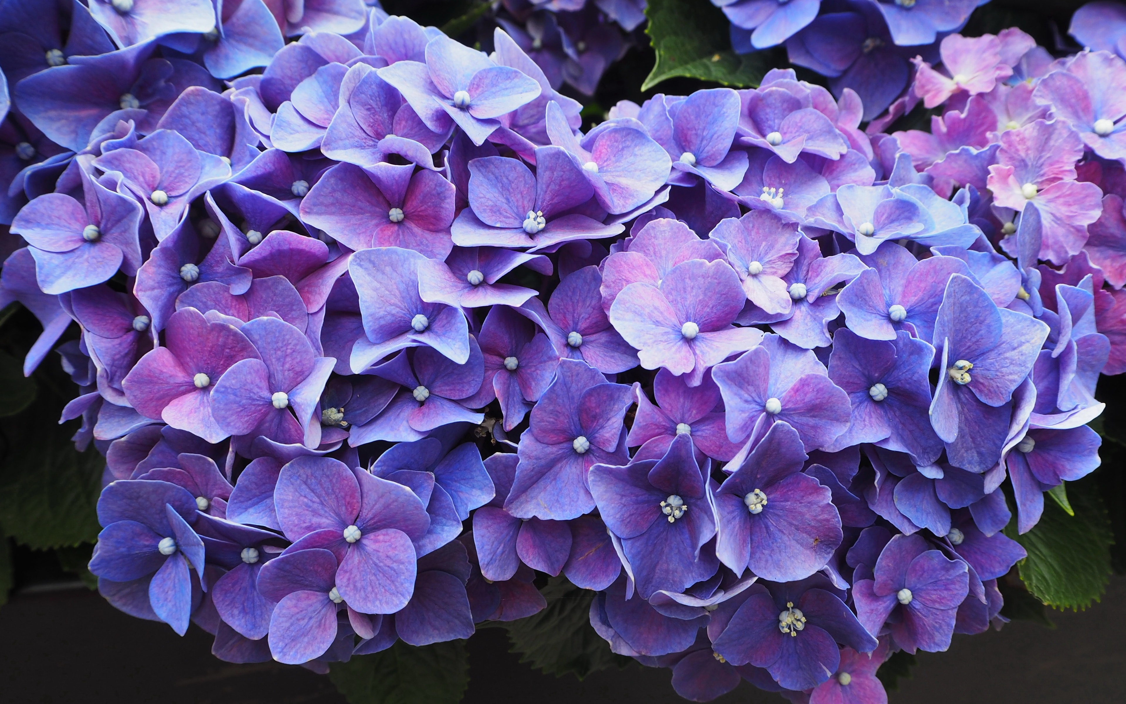 purple-flowers-violet-blossom-lo.jpg