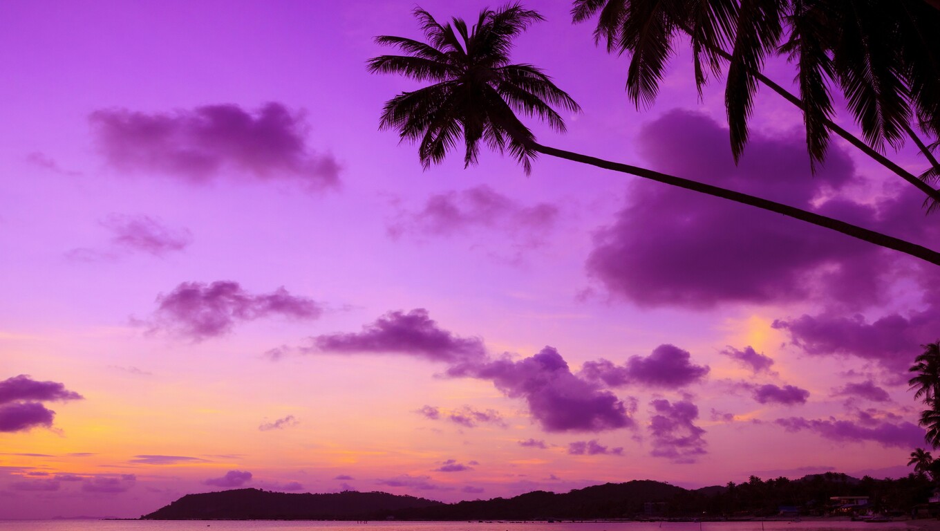 1360x768 Purple Palm Tree Laptop HD HD 4k Wallpapers, Images ...
