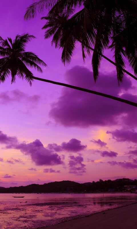 purple-palm-tree.jpg