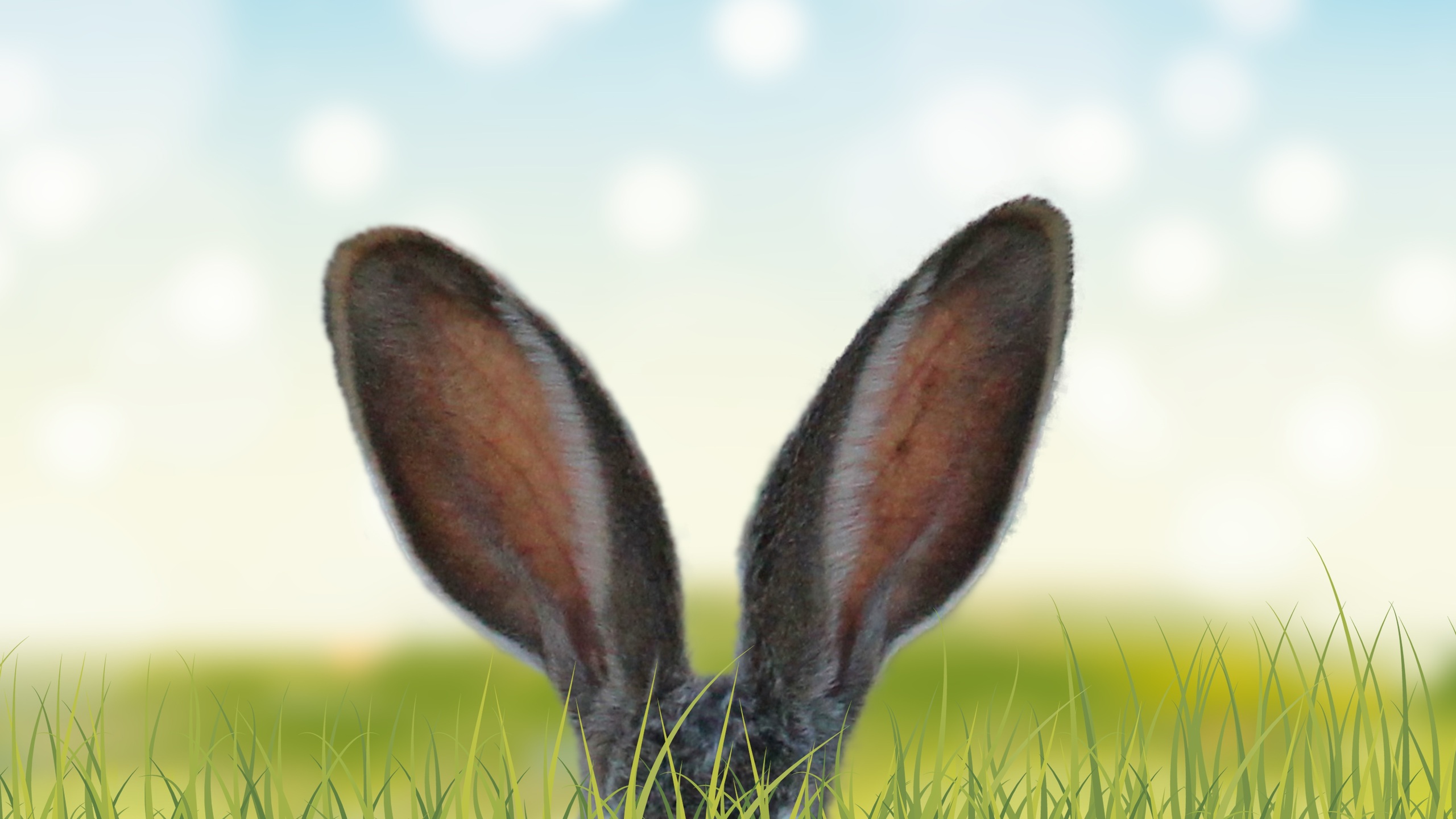 rabbit-ears-in-the-grass-5k-q8.jpg. 