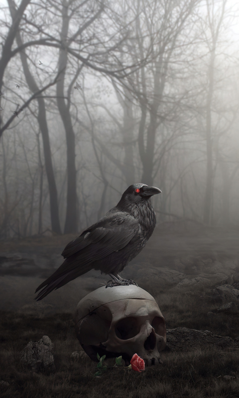 raven-bird-5k-t8.jpg