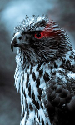 red-eye-eagle-4k-48.jpg