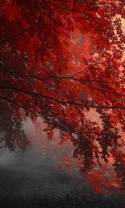 red-forest-trees-path.jpg