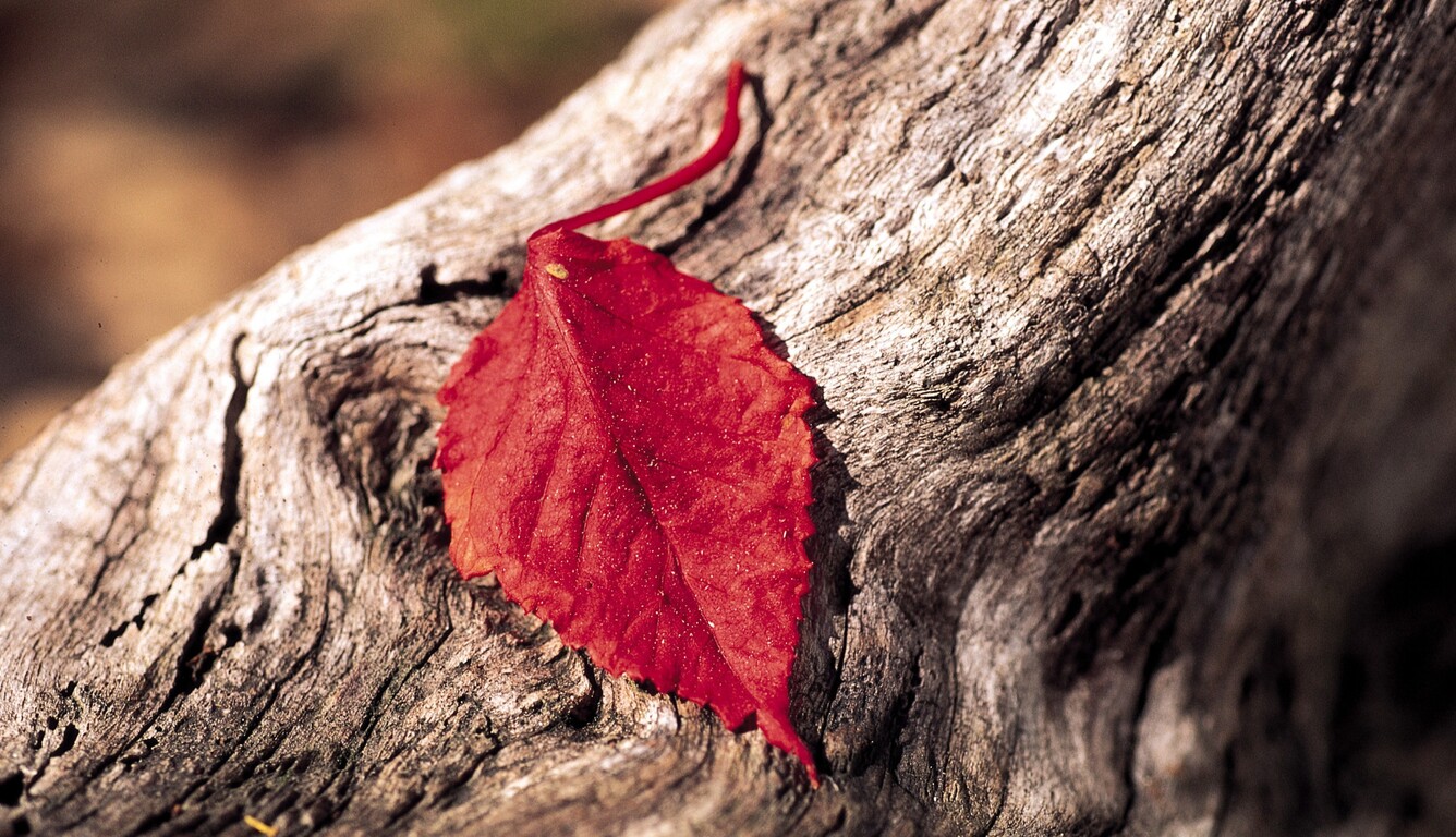 1336x768 Red Leaf Laptop HD ,HD 4k Wallpapers,Images,Backgrounds,Photos