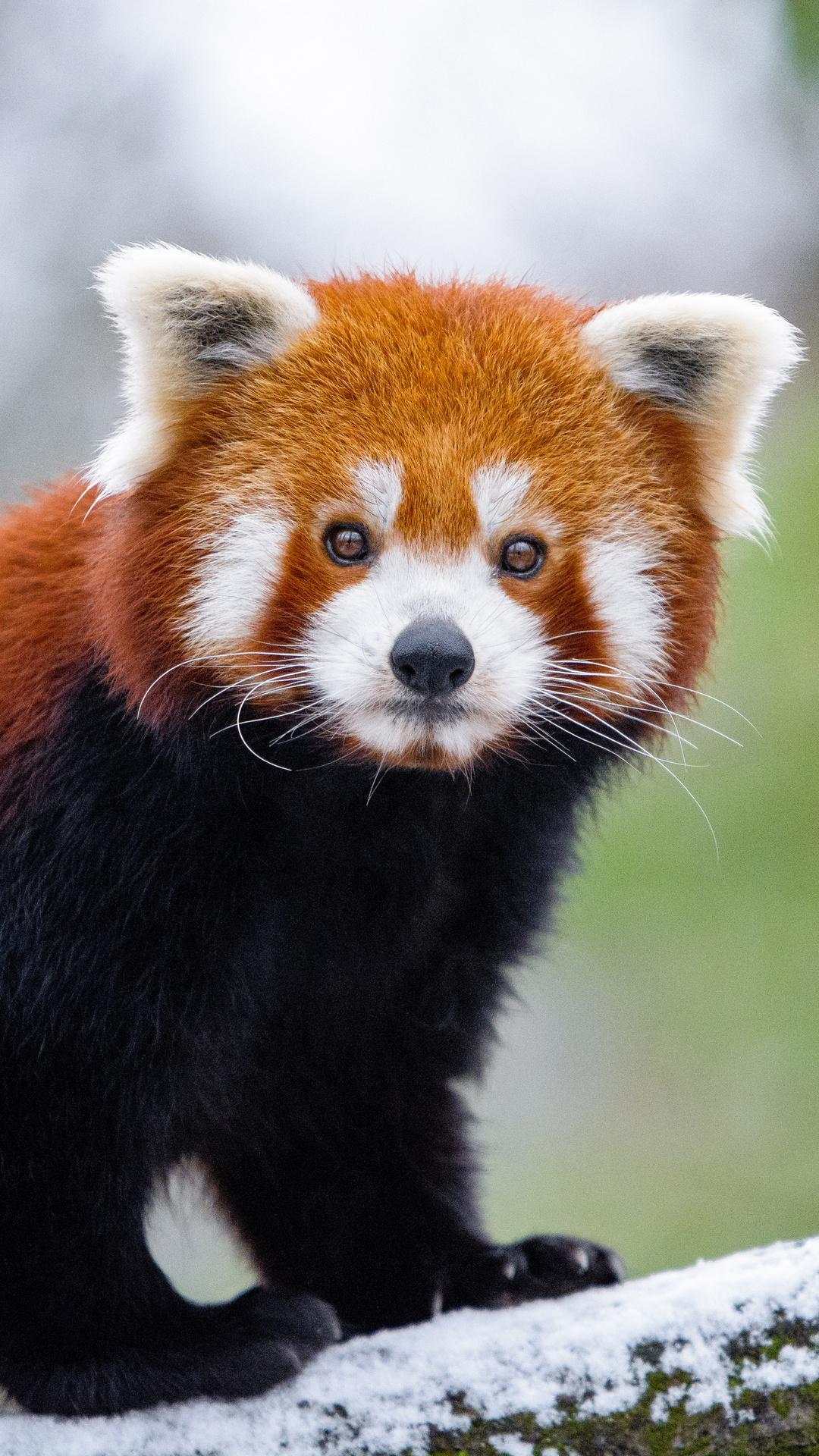 1080x1920 Red Panda 5k Iphone 7,6s,6 Plus, Pixel xl ,One Plus 3,3t,5 HD 4k  Wallpapers, Images, Backgrounds, Photos and Pictures