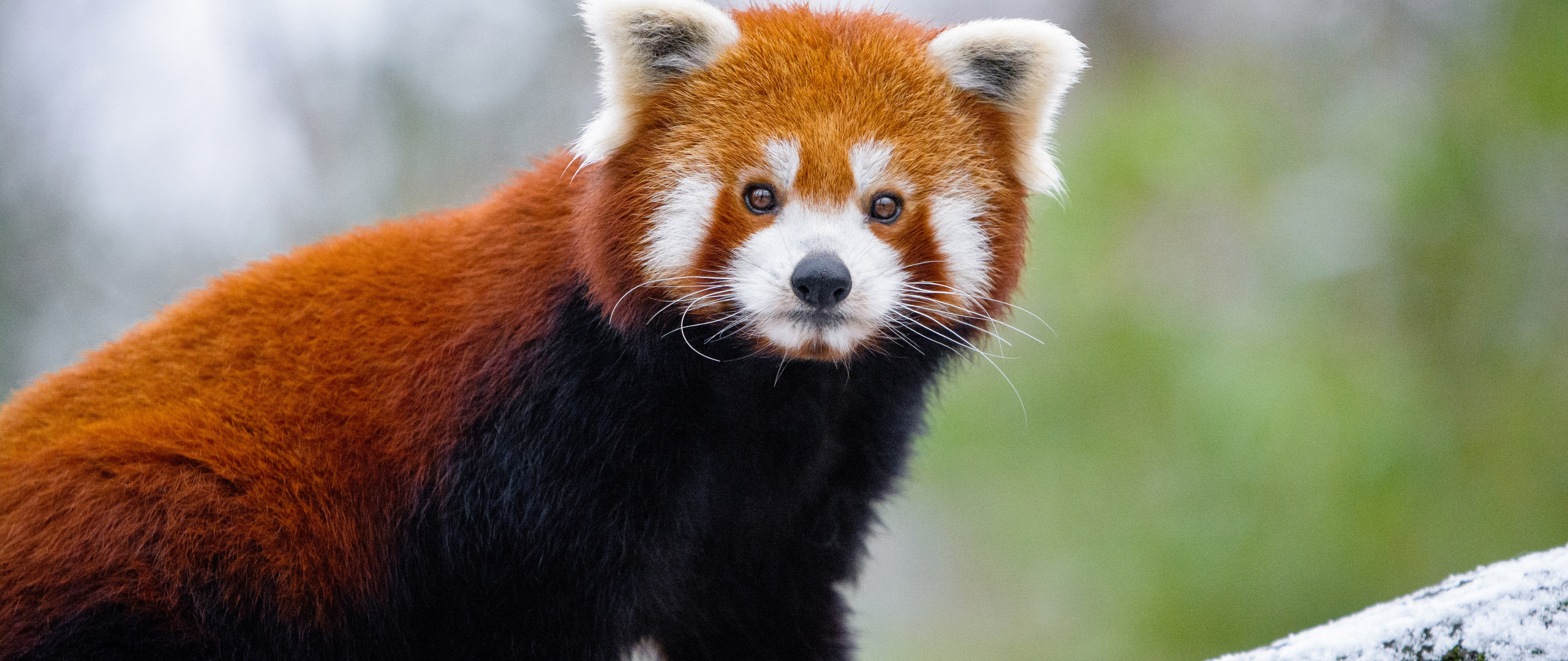 red-panda-5k-7l-2560x1080.jpg