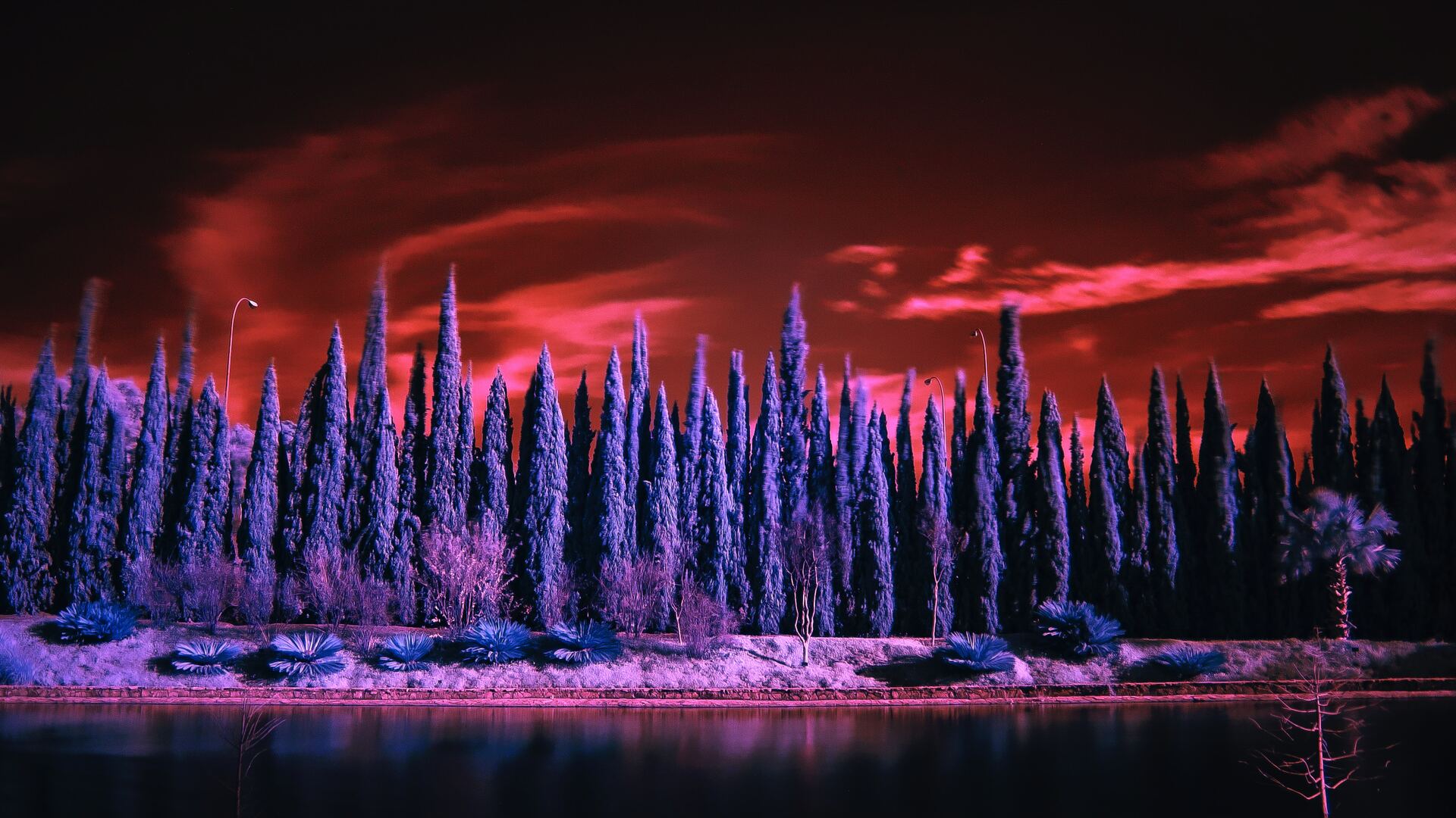 red-sky-under-purple-trees-4k-yz.jpg