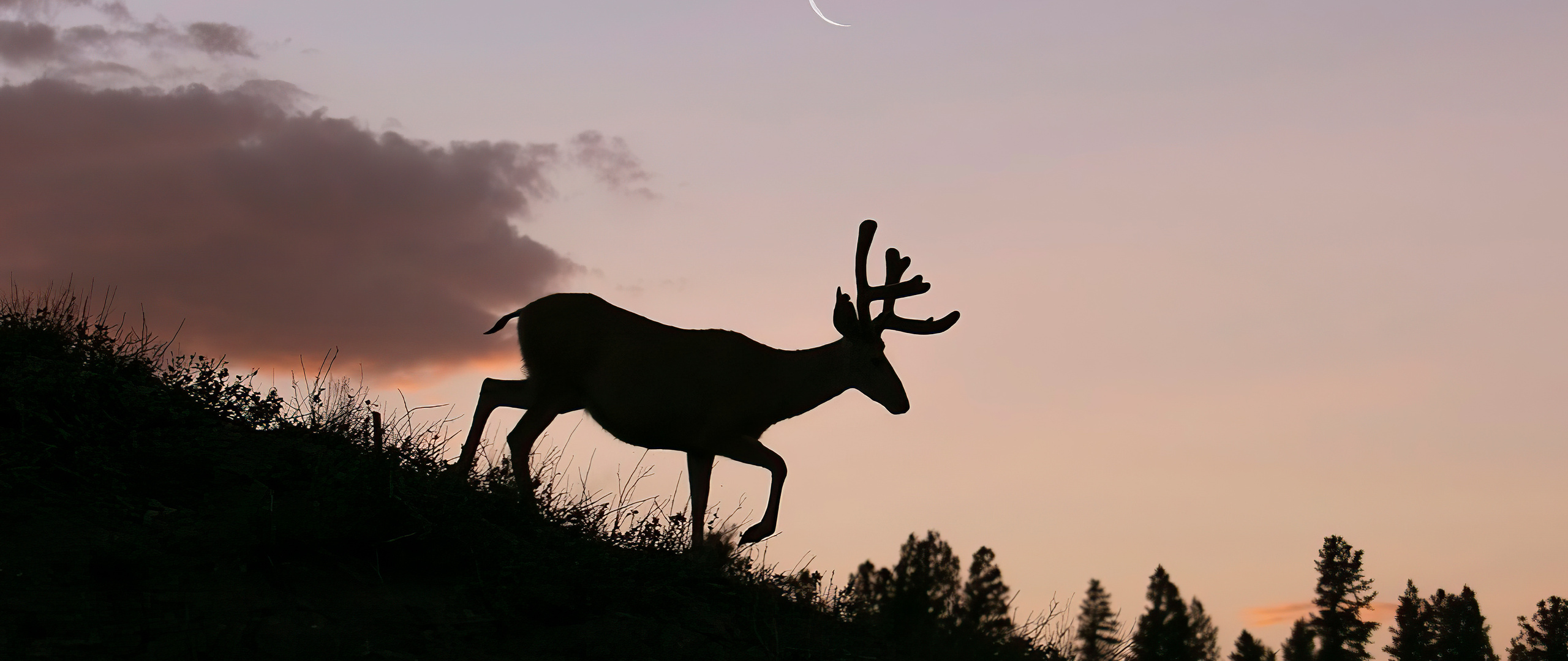 2560x1080 Reindeer Silhouette 2560x1080 Resolution HD 4k Wallpapers ...