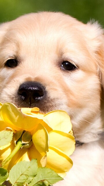 retriever-puppy-petals.jpg
