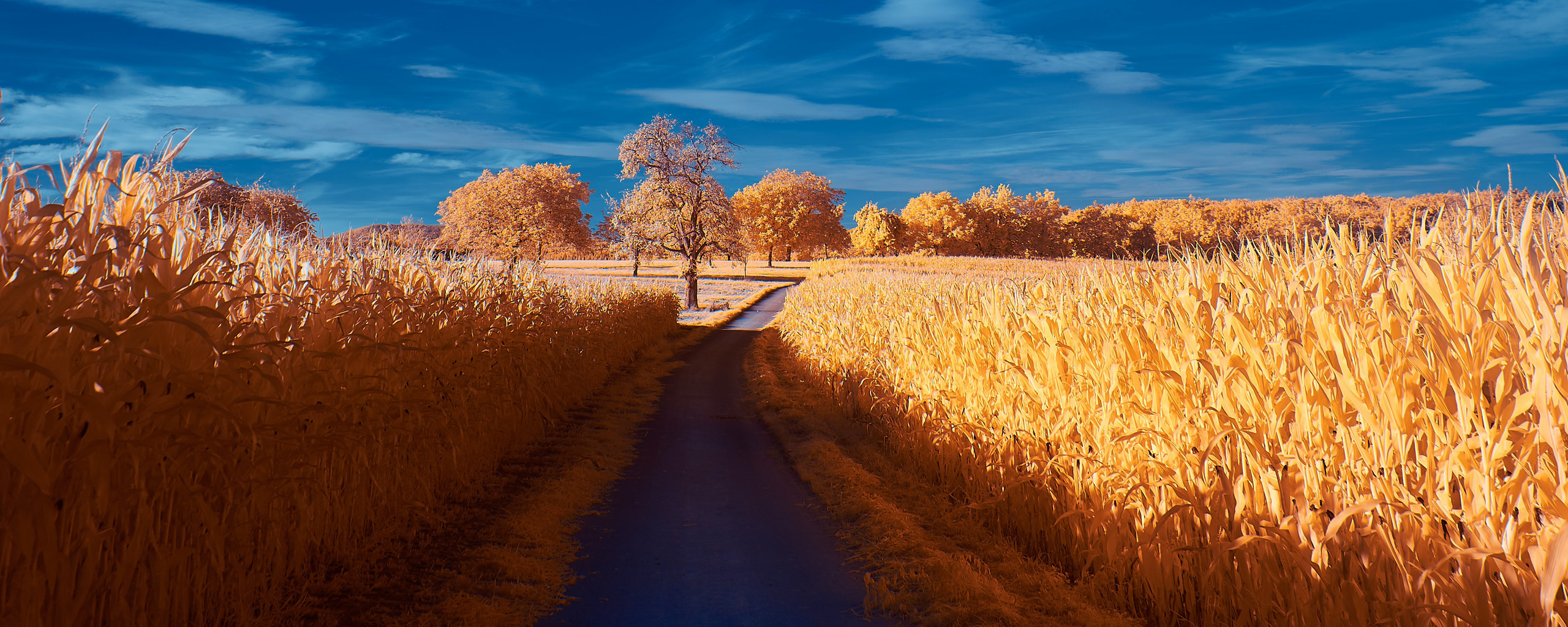 road-autumn-4k-mi.jpg