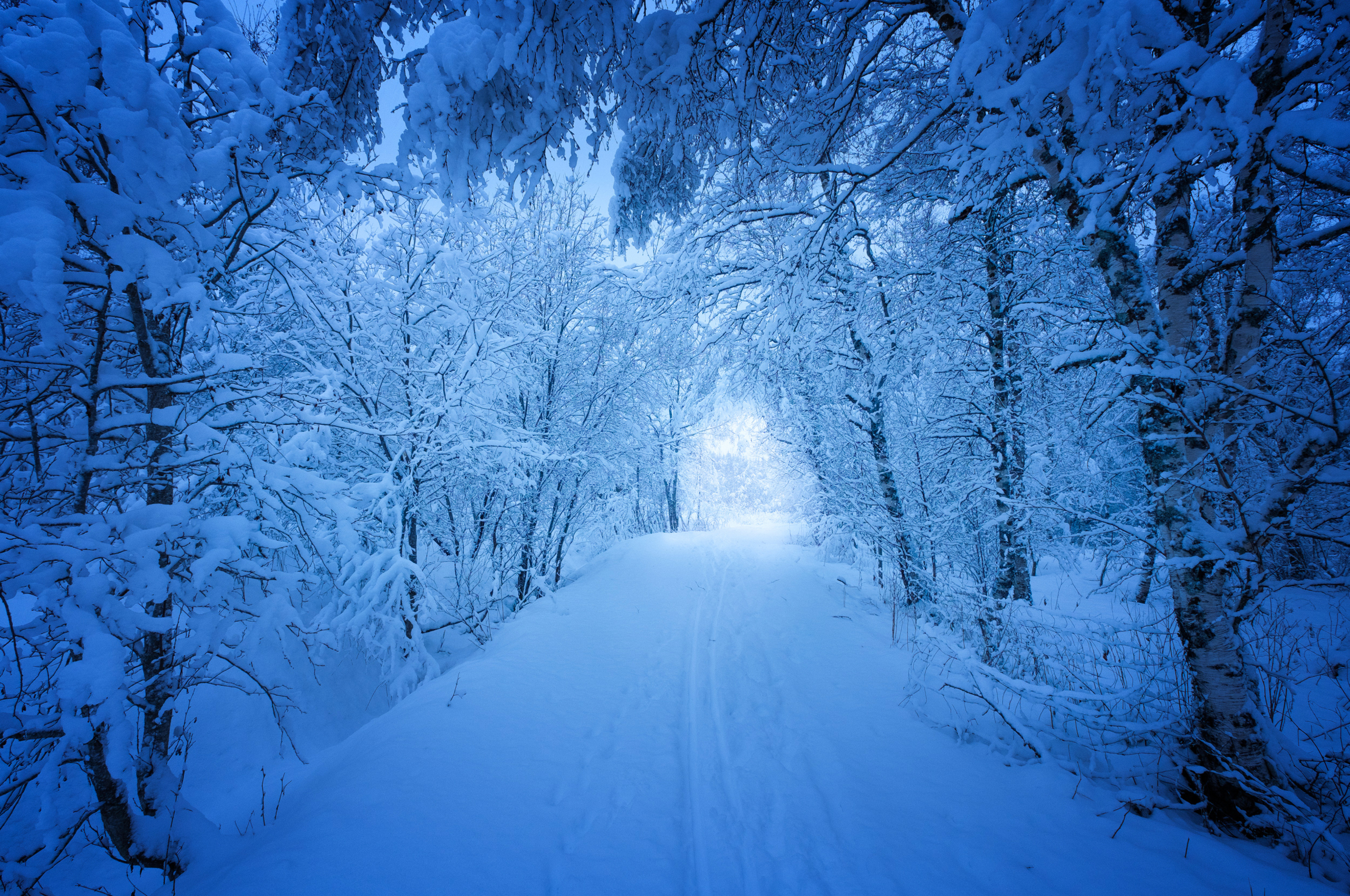 Winter forest. Зима снег. Снежный лес. Лес в снегу. Красивая зима.