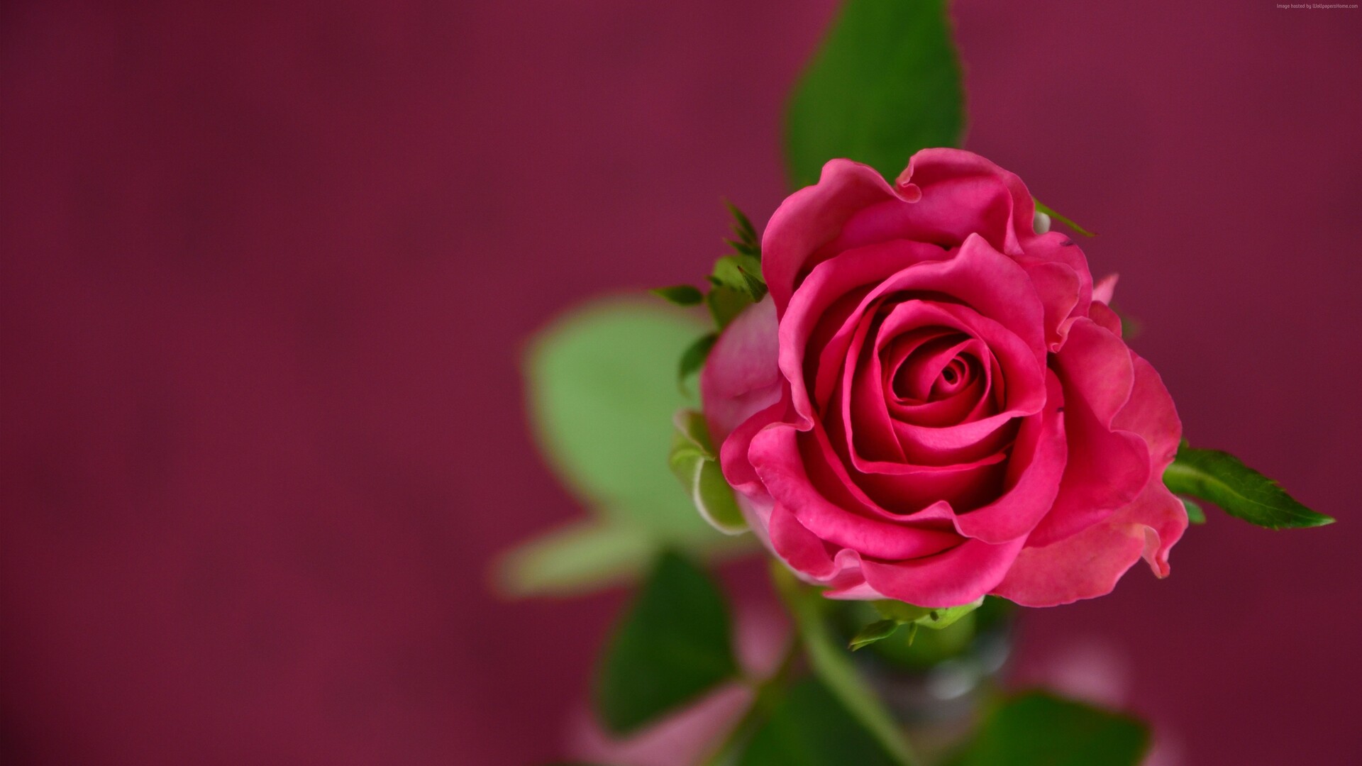 1920x1080 Rose 4k Laptop Full HD 1080P HD 4k Wallpapers, Images,  Backgrounds, Photos and Pictures