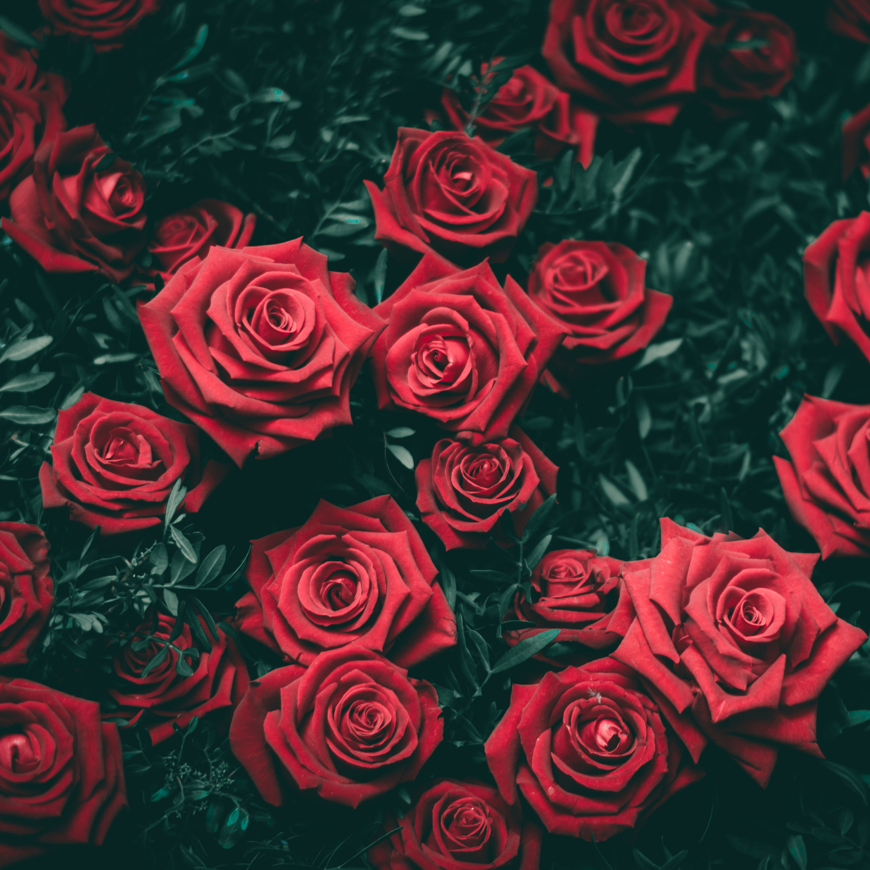 2932x2932 Rose 5k Ipad Pro Retina Display HD 4k Wallpapers, Images,  Backgrounds, Photos and Pictures