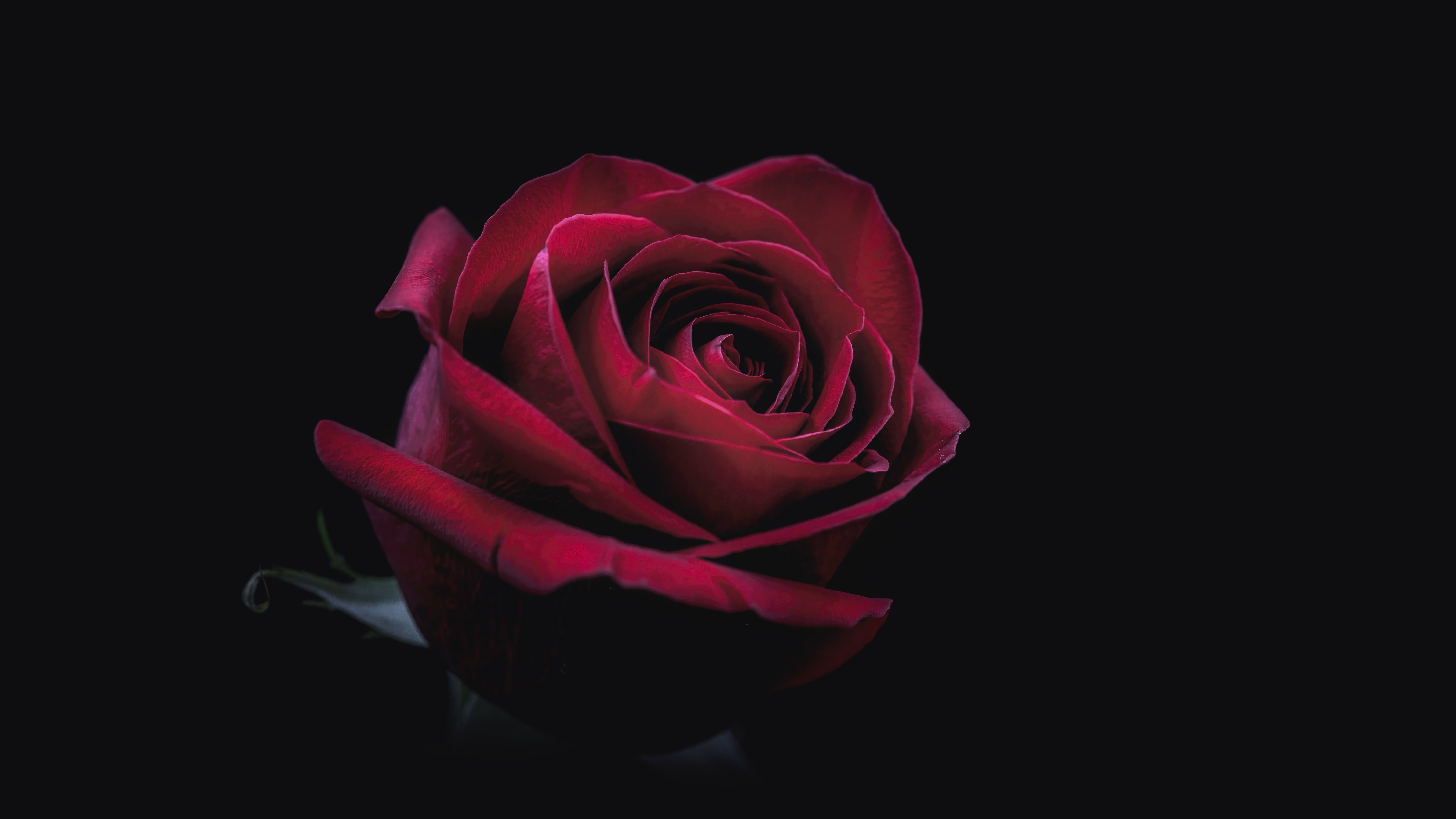 7680x4320 Rose Oled 8k 8k Hd 4k Wallpapers Images Backgrounds Photos And Pictures