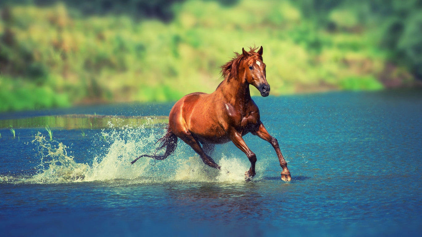 1366x768 Running Horse In Water 1366x768 Resolution HD 4k Wallpapers,  Images, Backgrounds, Photos and Pictures