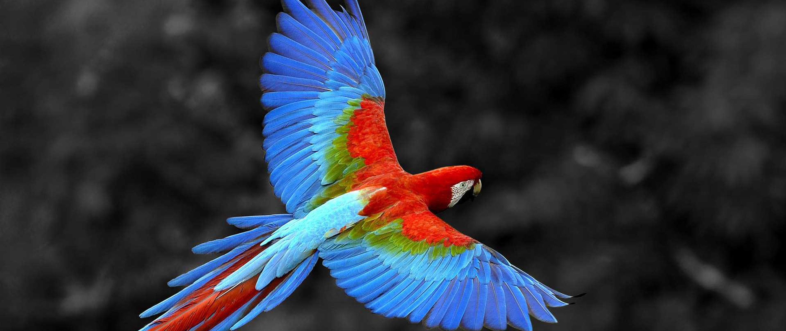 scarlet-macaw-bird-2560x1080.jpg