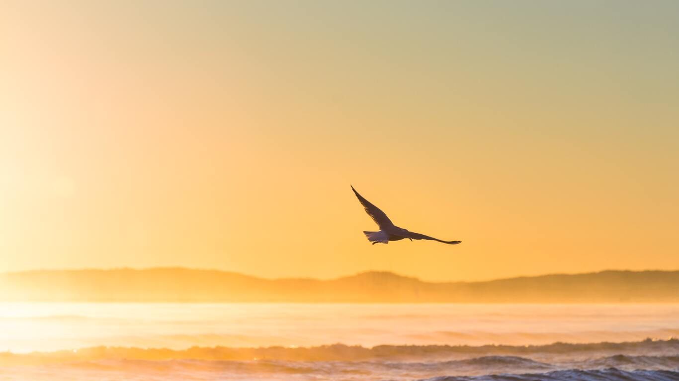 sea-gull-flying-in-epic-sunshine-5k-7a.jpg
