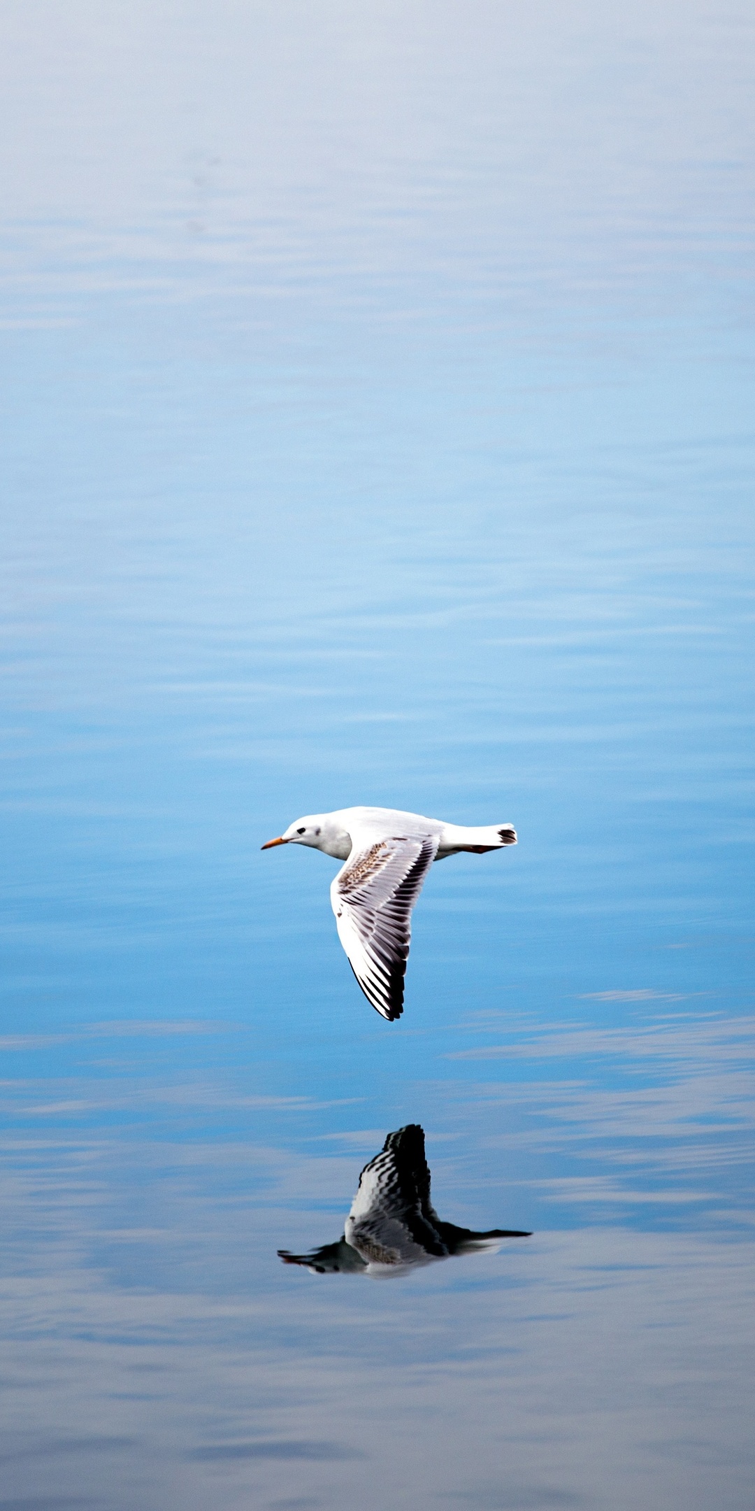 seagull-flying-over-body-of-water-ut.jpg