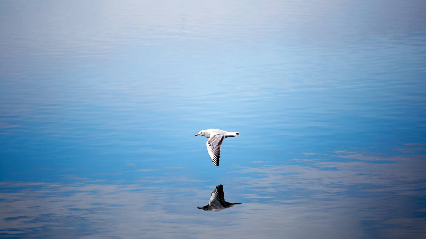 seagull-flying-over-body-of-water-ut.jpg