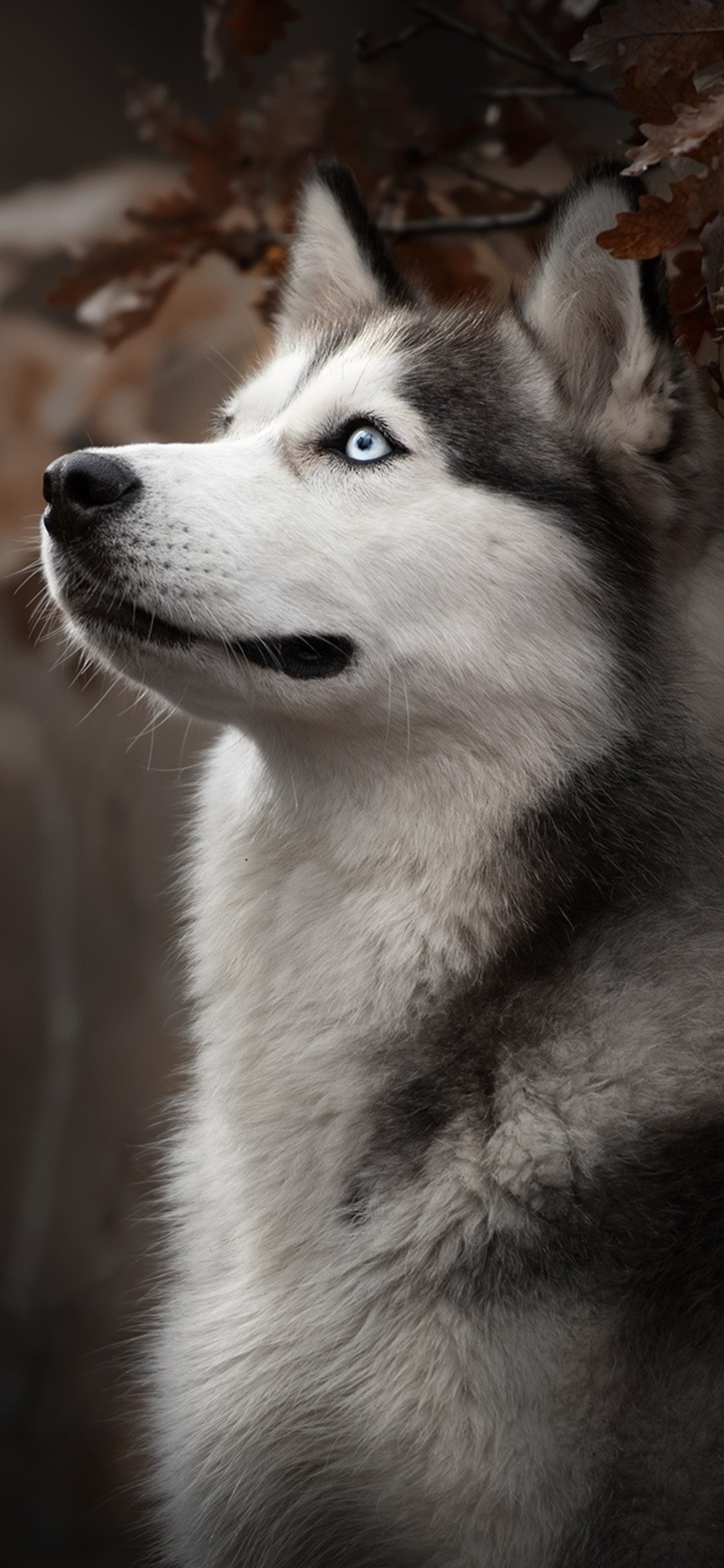 1125x2436 Siberian Husky Dog Breed Iphone XS,Iphone 10,Iphone X HD 4k  Wallpapers, Images, Backgrounds, Photos and Pictures