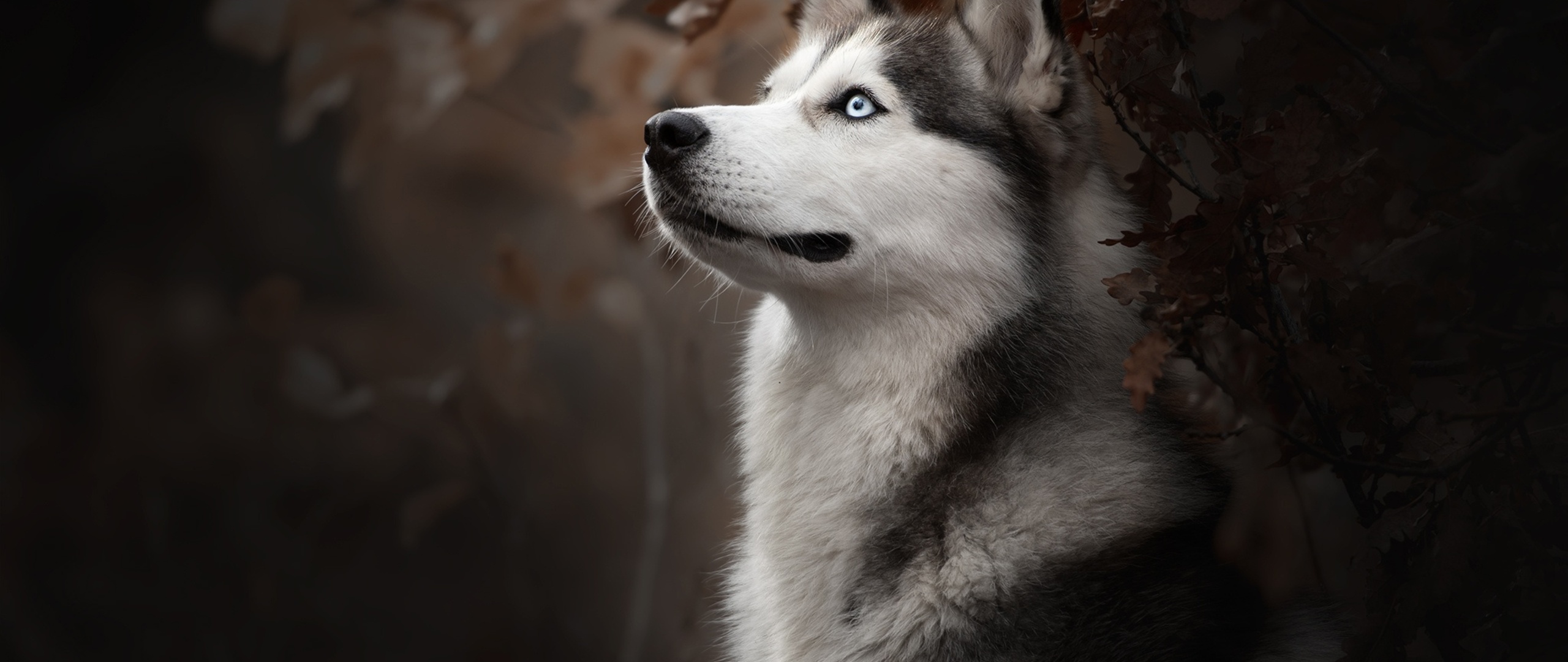 siberian-husky-dog-breed-4c-2560x1080.jpg