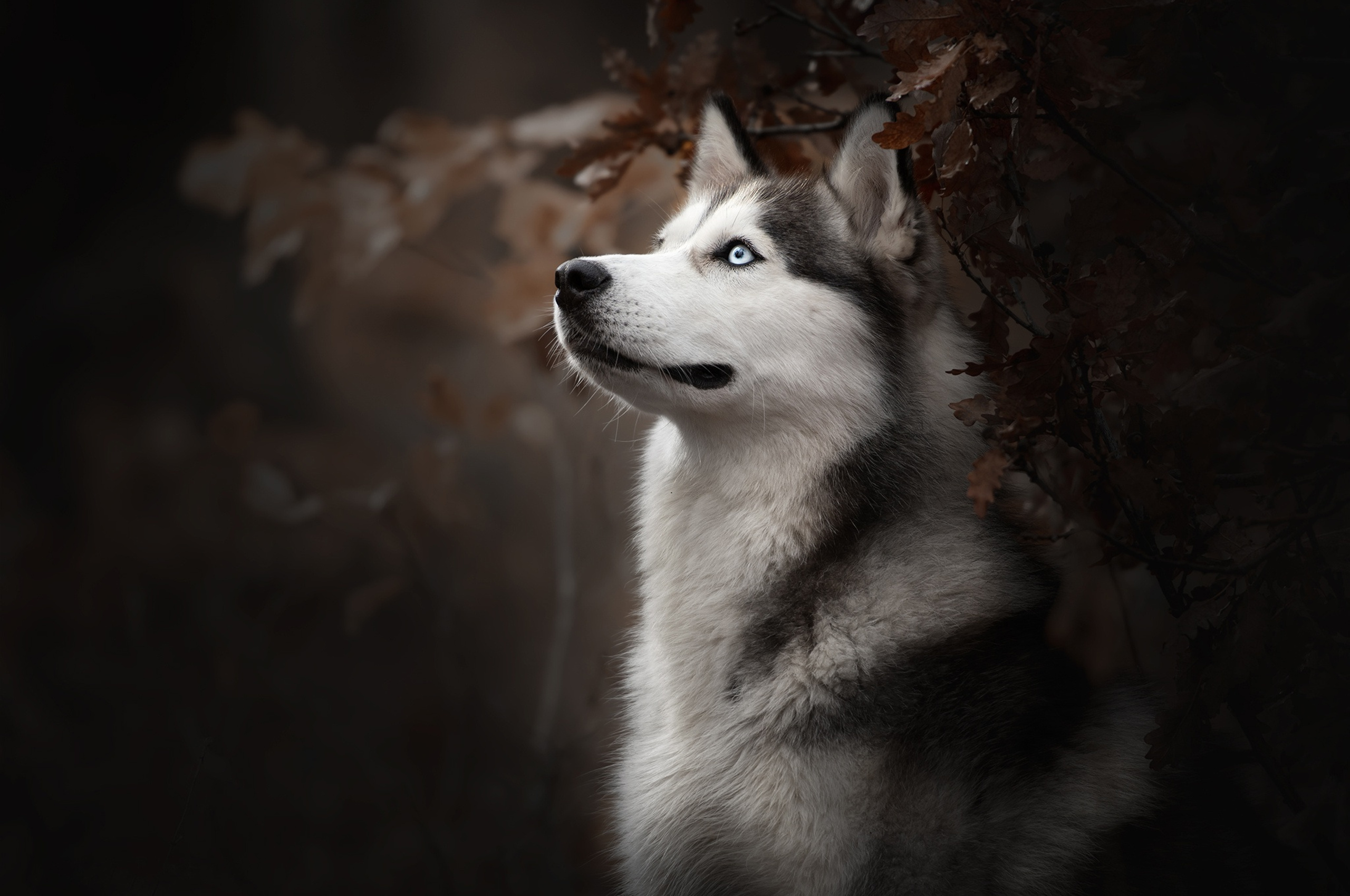 2560x1700 siberian husky dog breed chromebook pixel hd 4k wallpapers images backgrounds photos and pictures 2560x1700 siberian husky dog breed