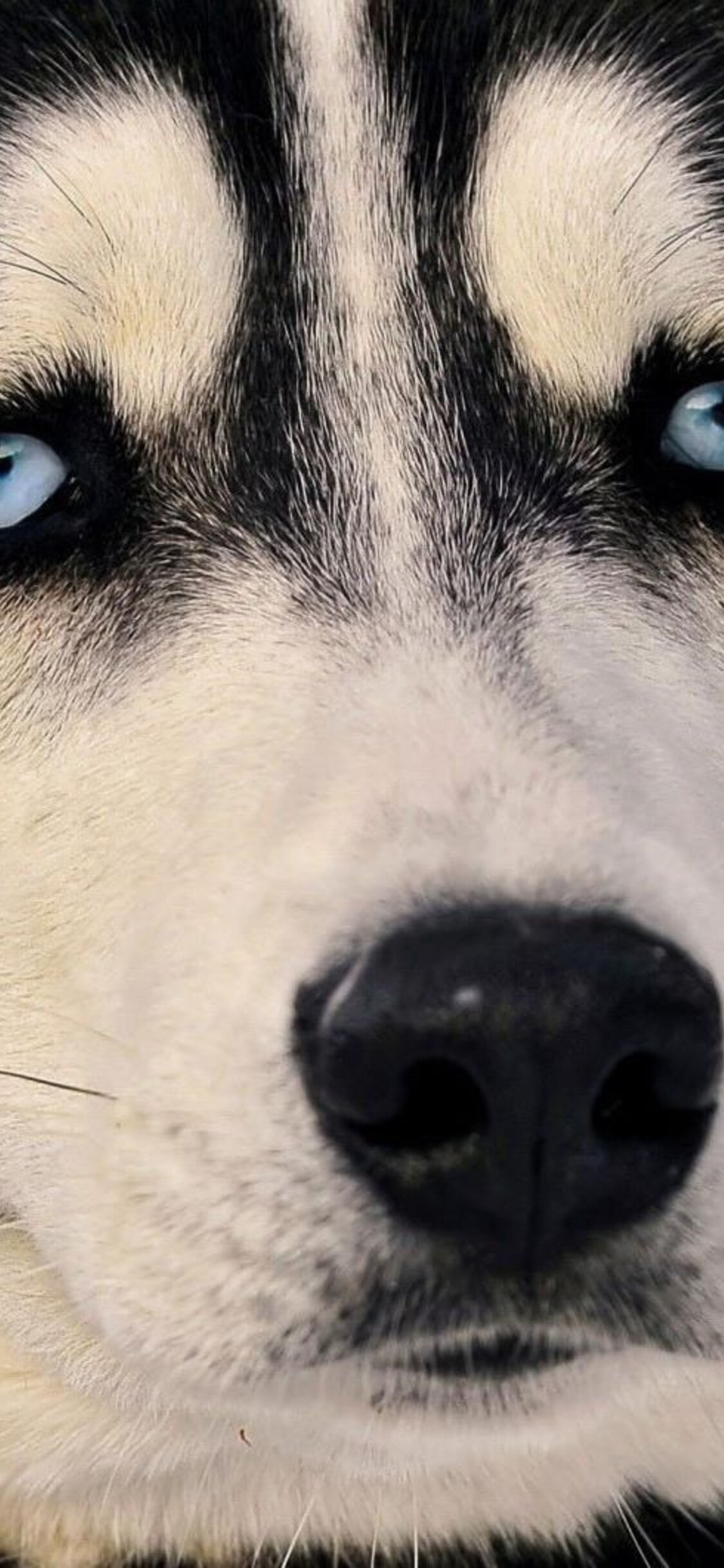 1125x2436 Siberian Husky Eyes Iphone XS,Iphone 10,Iphone X HD 4k Wallpapers,  Images, Backgrounds, Photos and Pictures