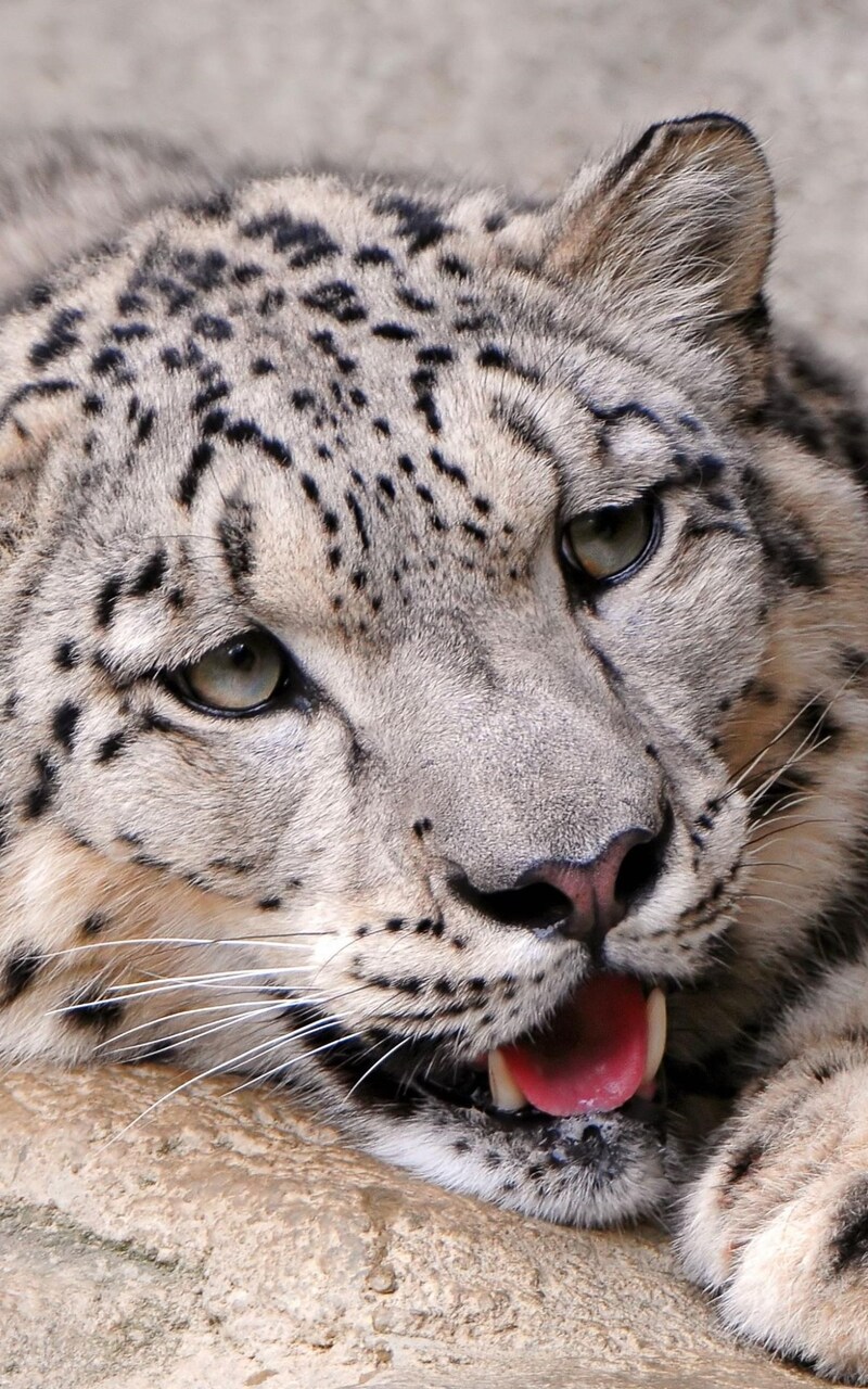 snow-leopard.jpg