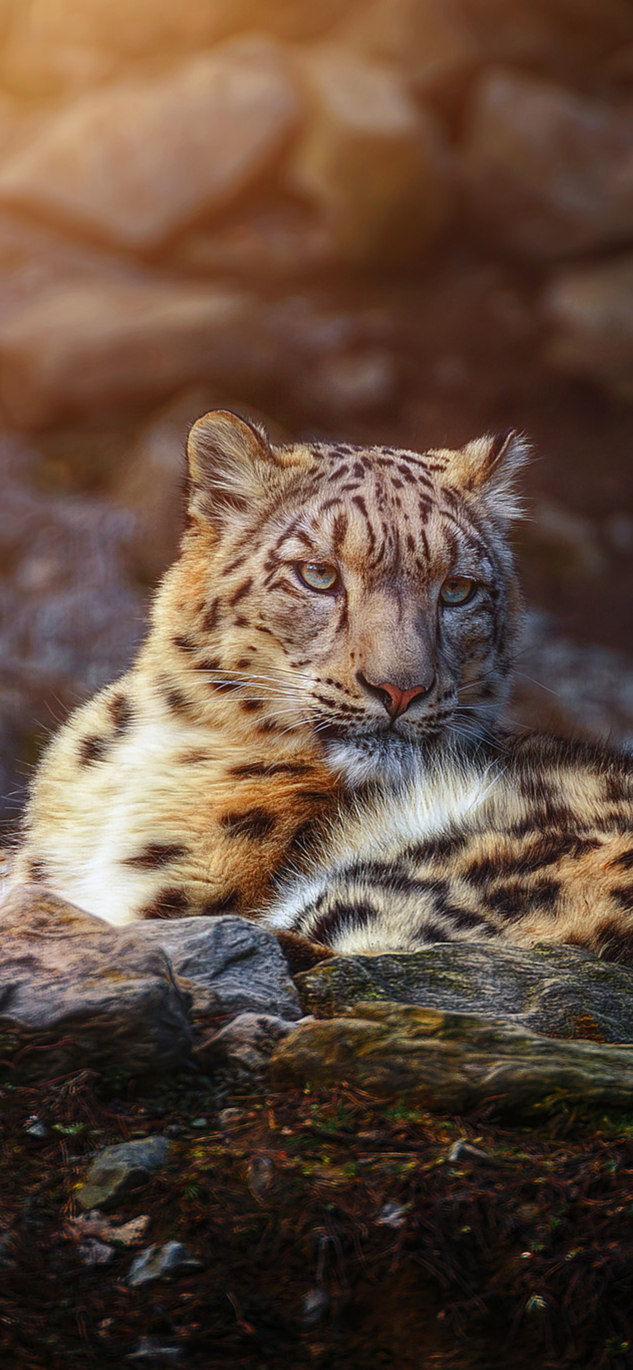 1242x2688 Snow Leopard Wild Animal Iphone XS MAX HD 4k Wallpapers, Images,  Backgrounds, Photos and Pictures