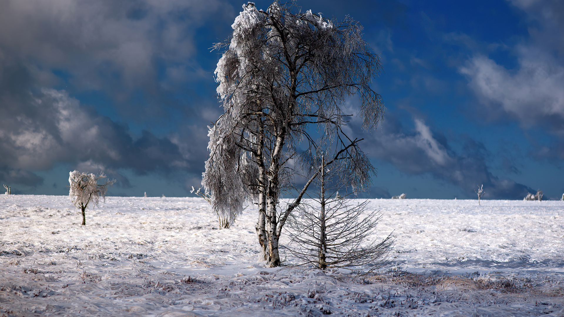 snow-outdoor-tree-4k-9u.jpg