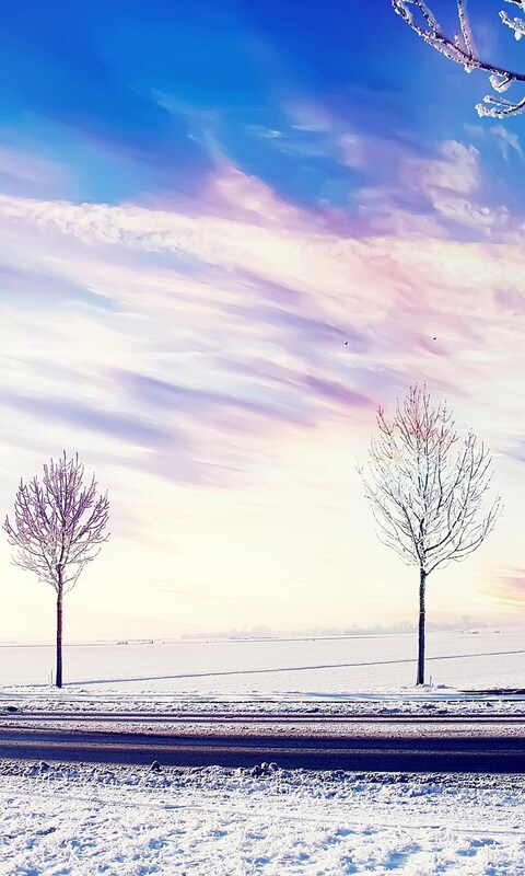 snow-winter-trees-2.jpg