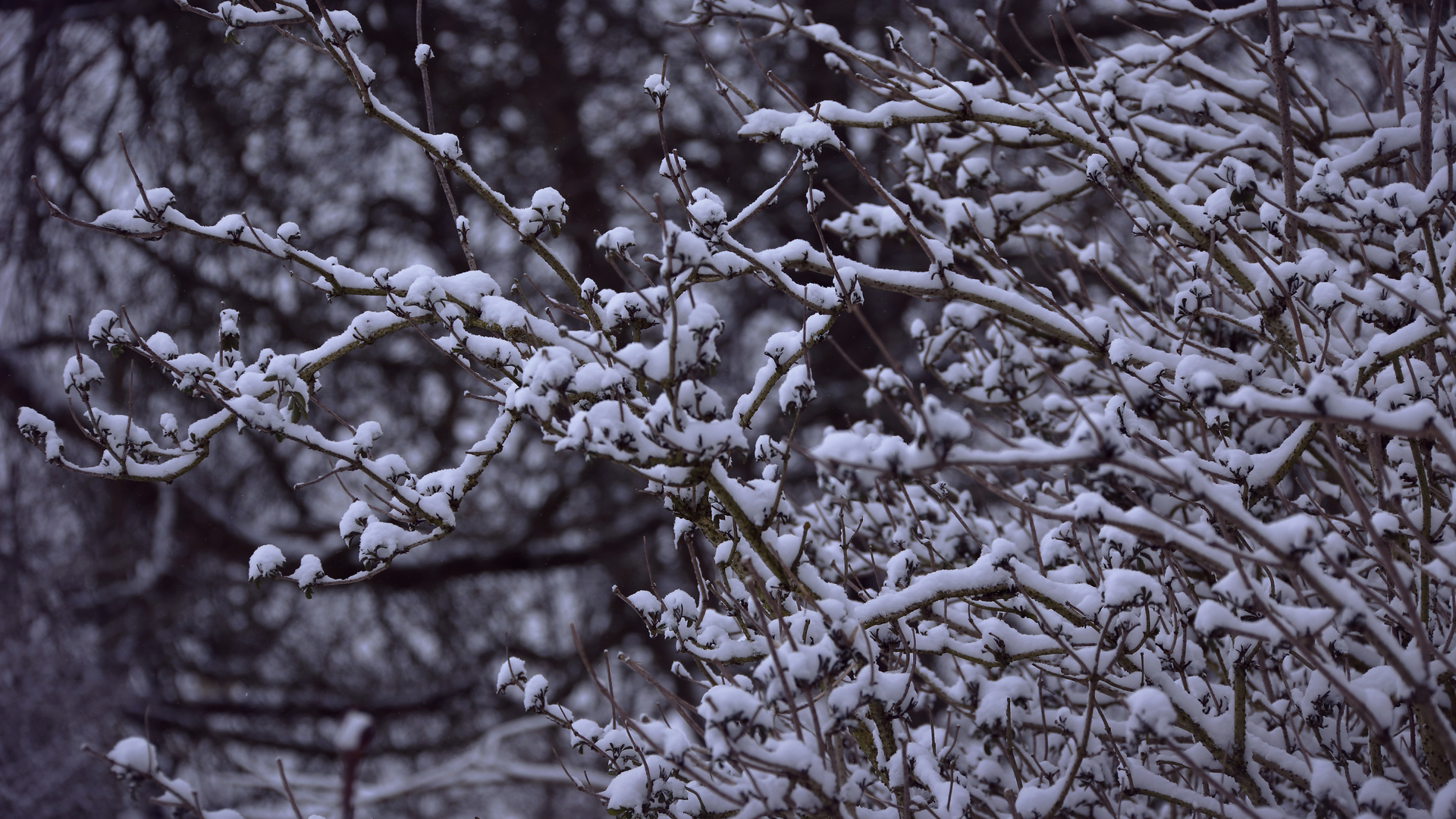 snowy-branches-5k-74.jpg