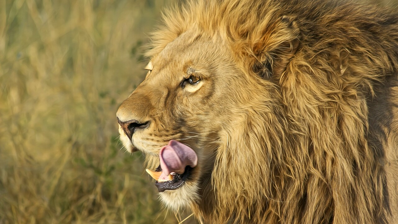 south-african-lion.jpg