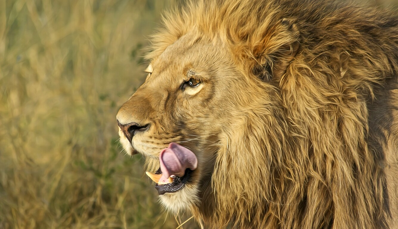 south-african-lion.jpg
