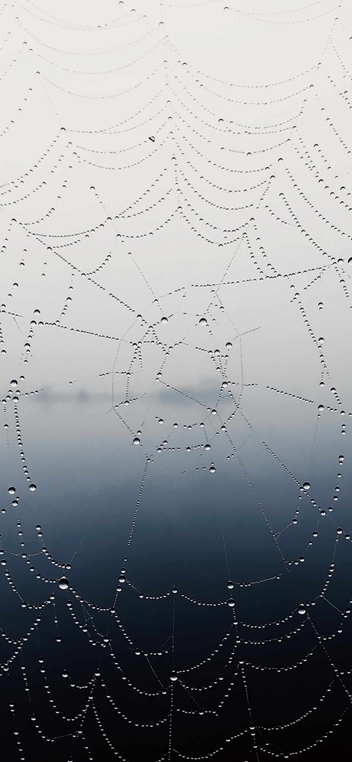 Spider web and background HD wallpapers | Pxfuel