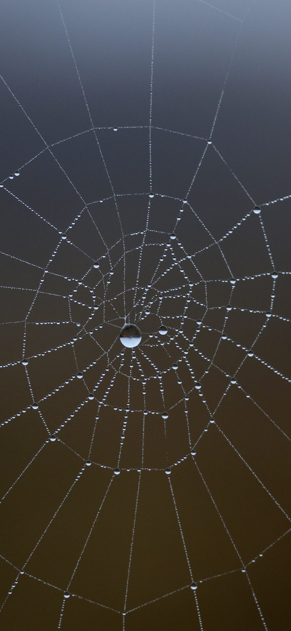 Spider Web Wallpaper 4k Ultra HD ID:9820